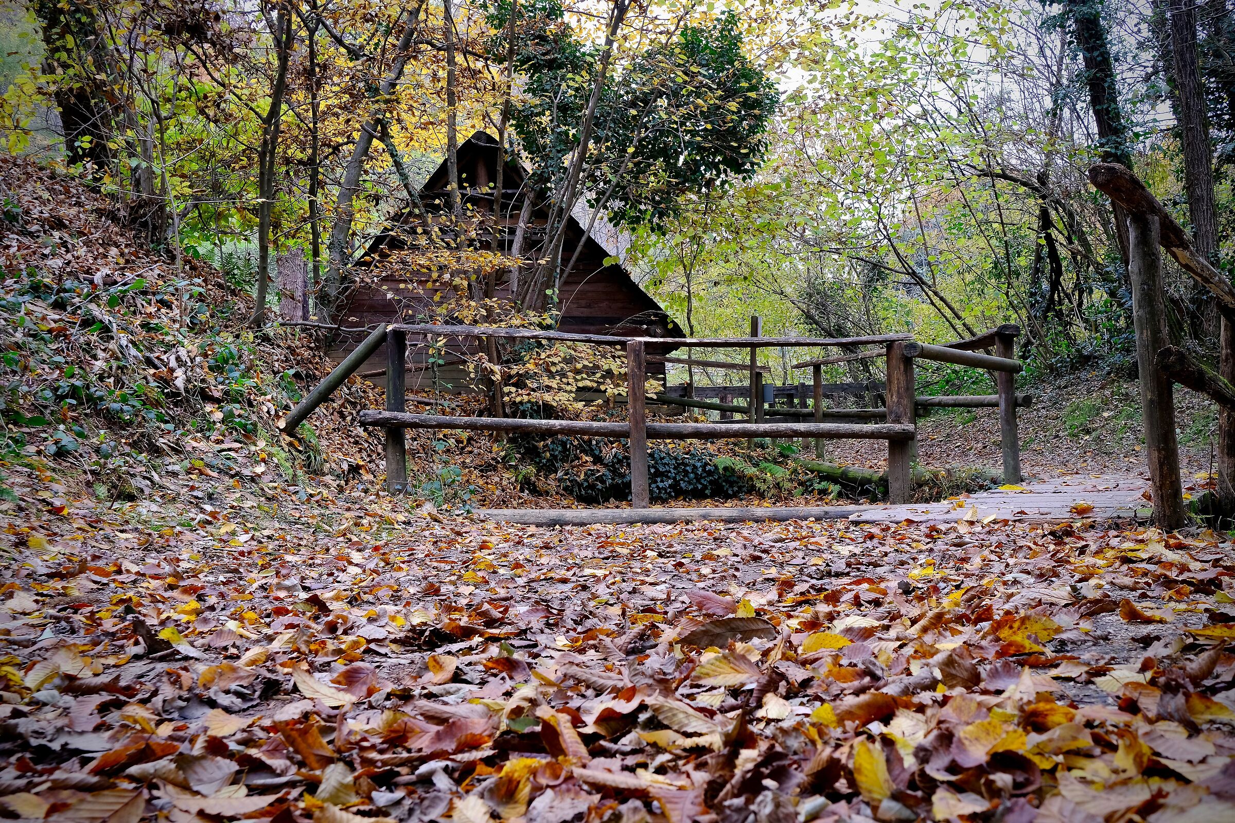 The hut in the woods