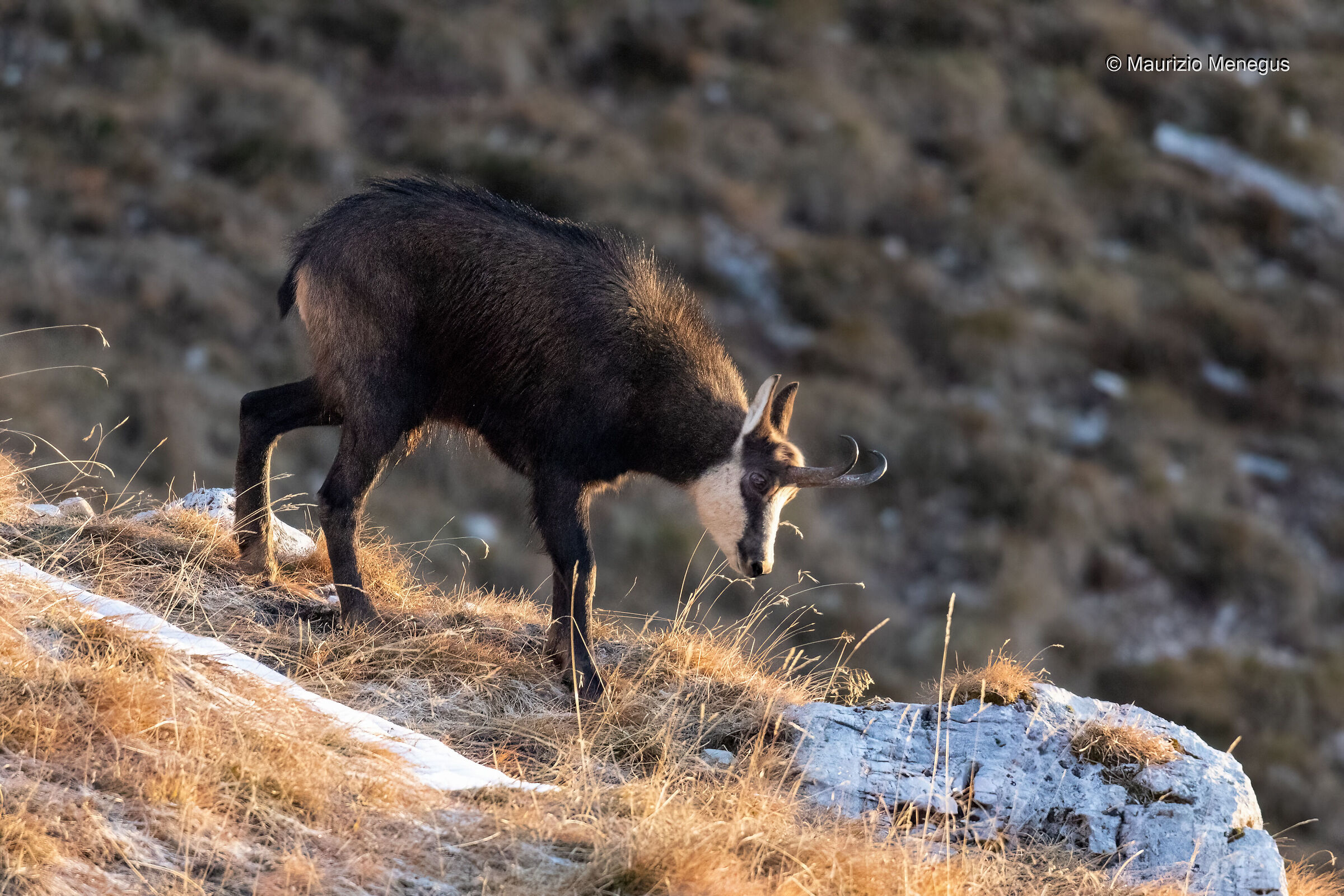 Il controllo dell'Harem
