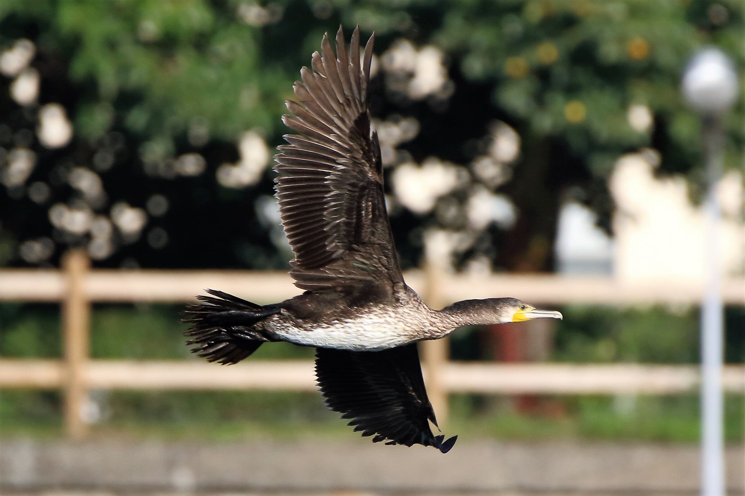 cormorant