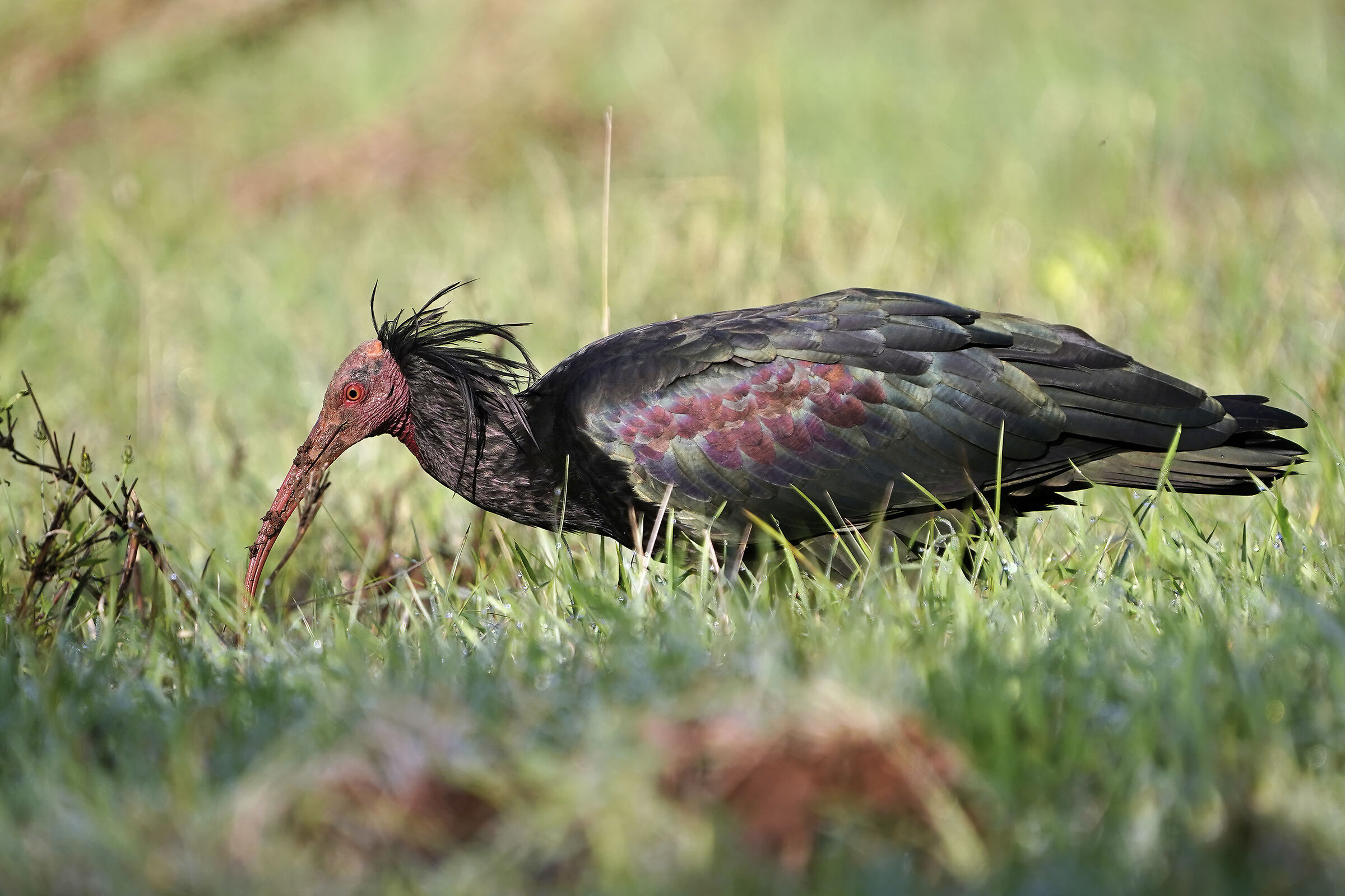 Hermit ibis