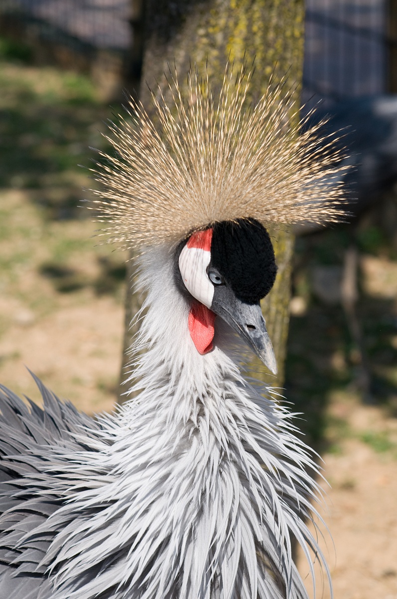 Grey Crowned Crane annoyed