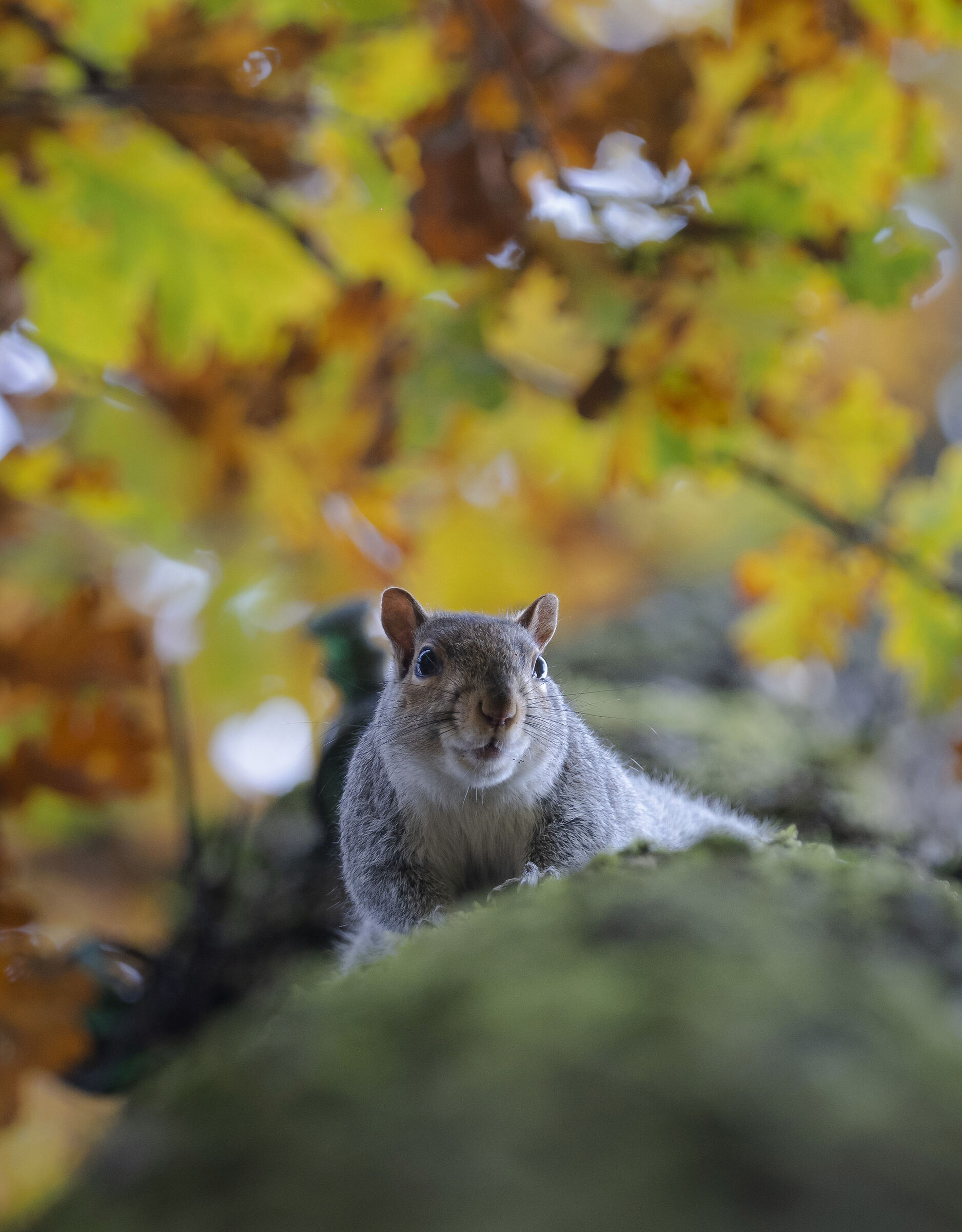 Squirrel descending from the tree