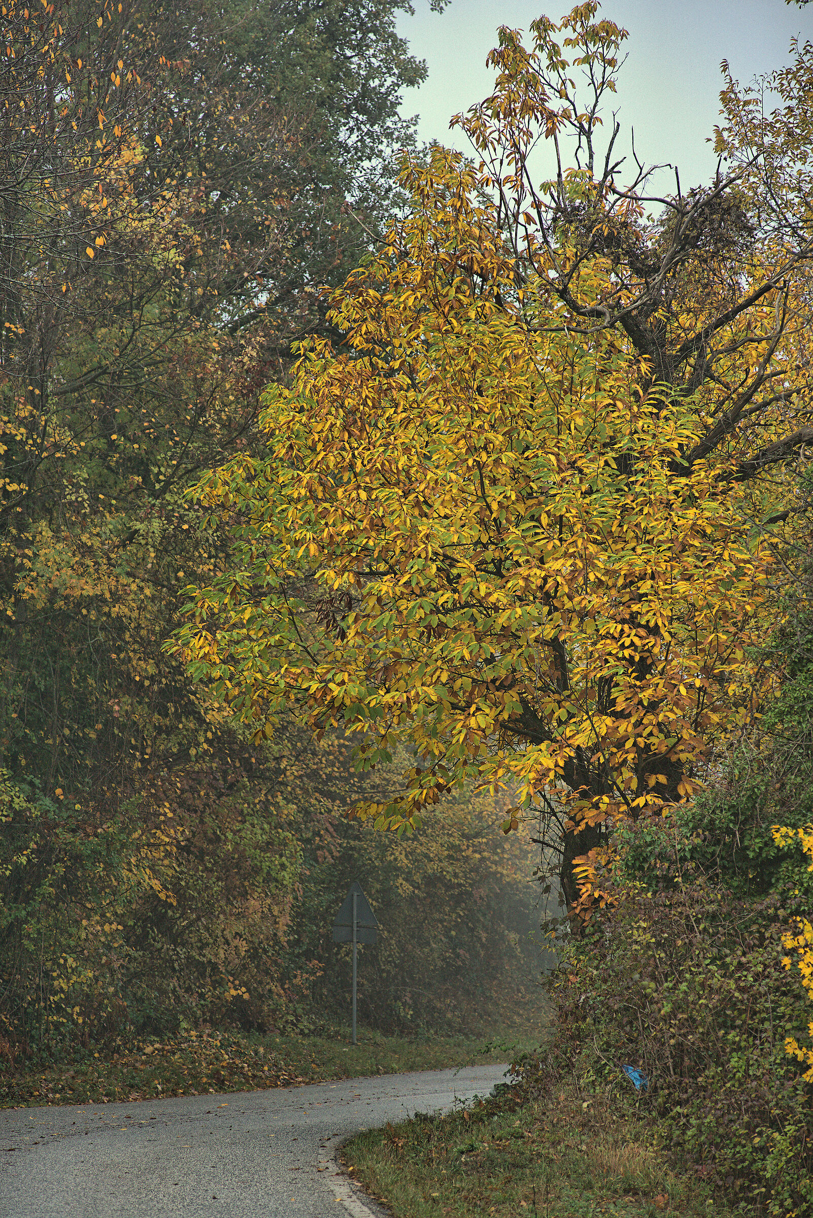 Castagno autunnale