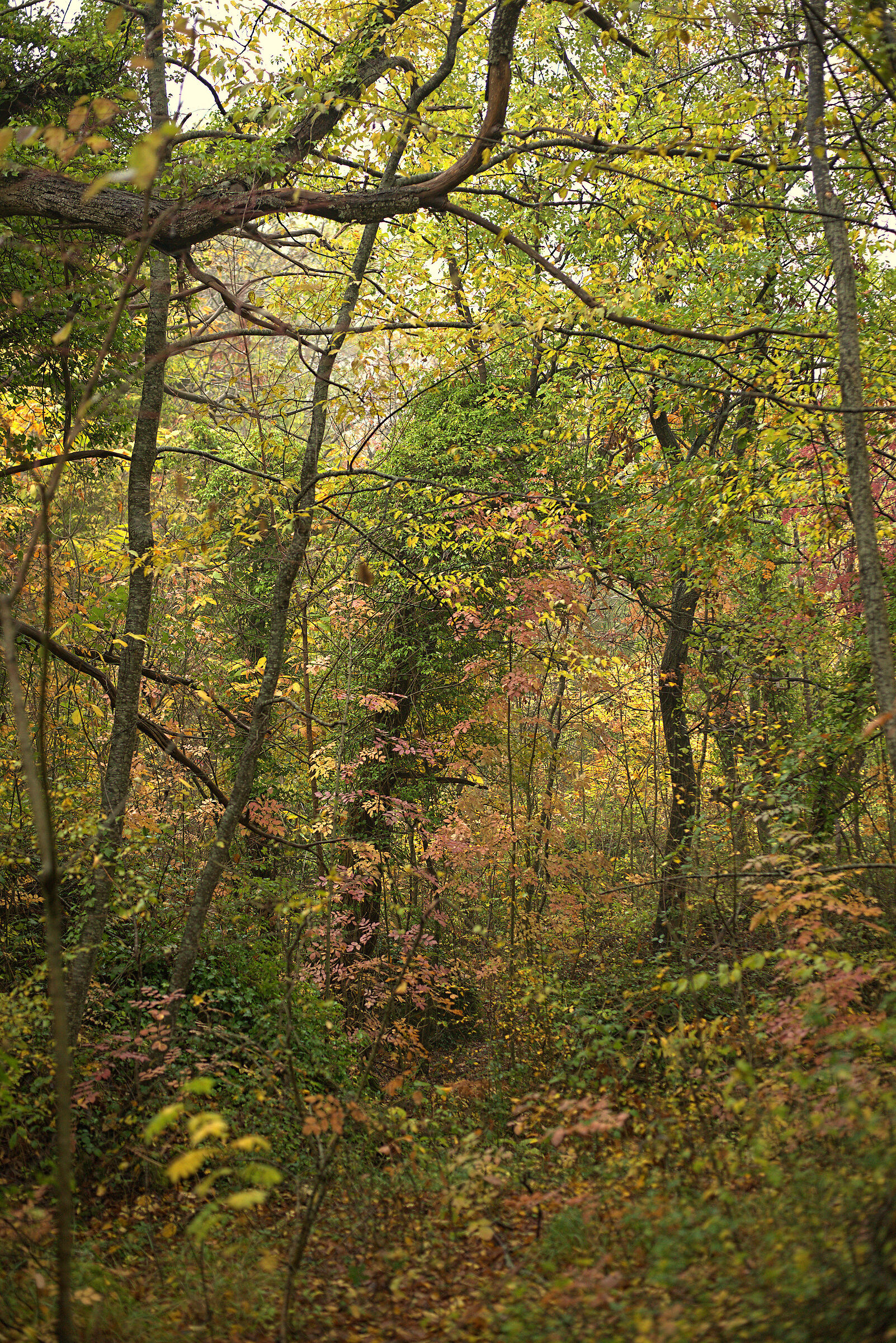 Autumn forest