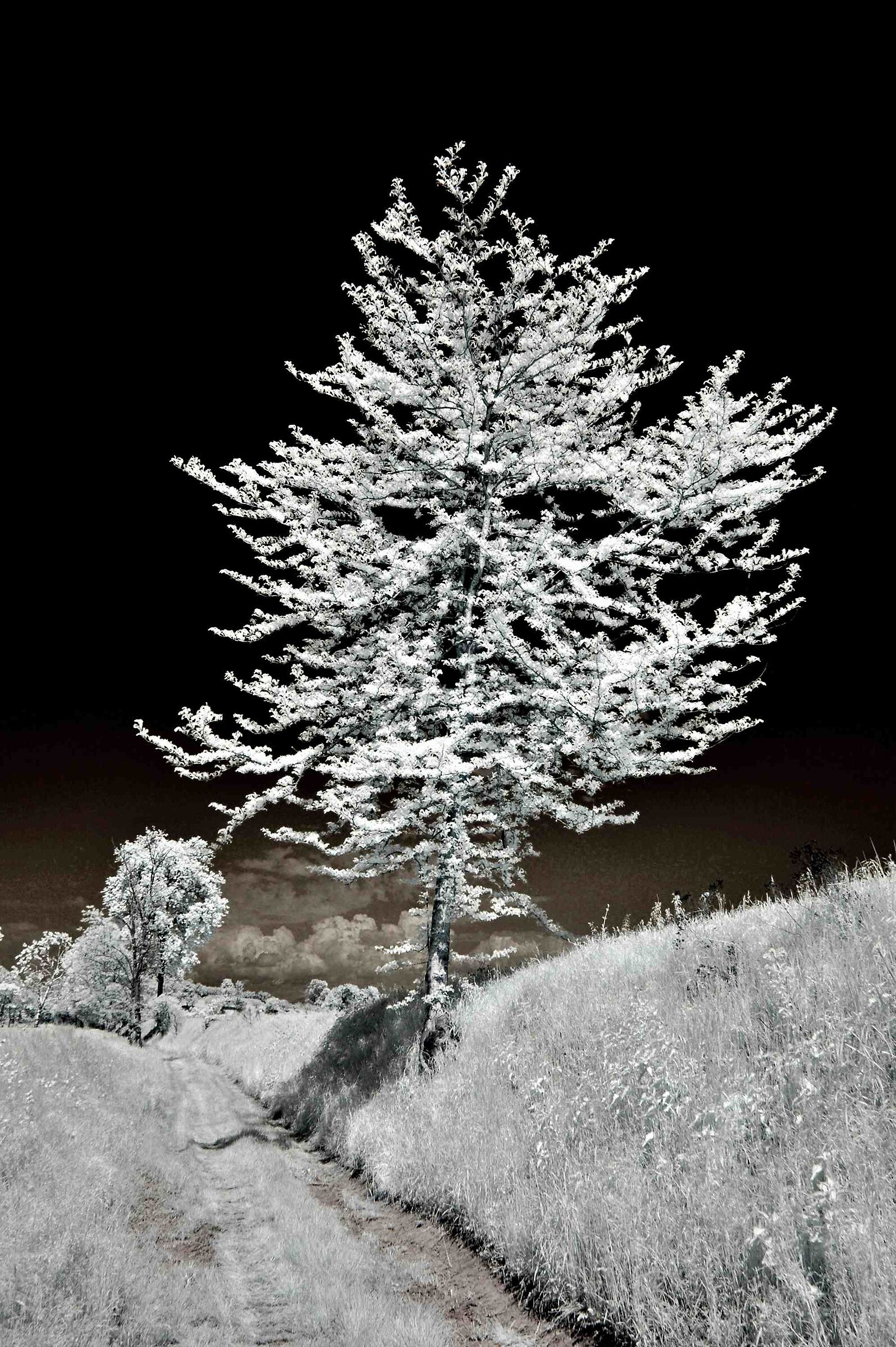 Valtenesi infrared II