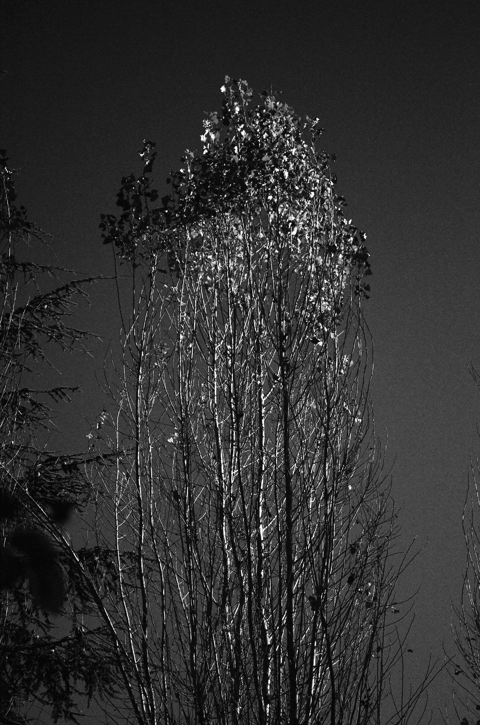 Tree in the moonlight