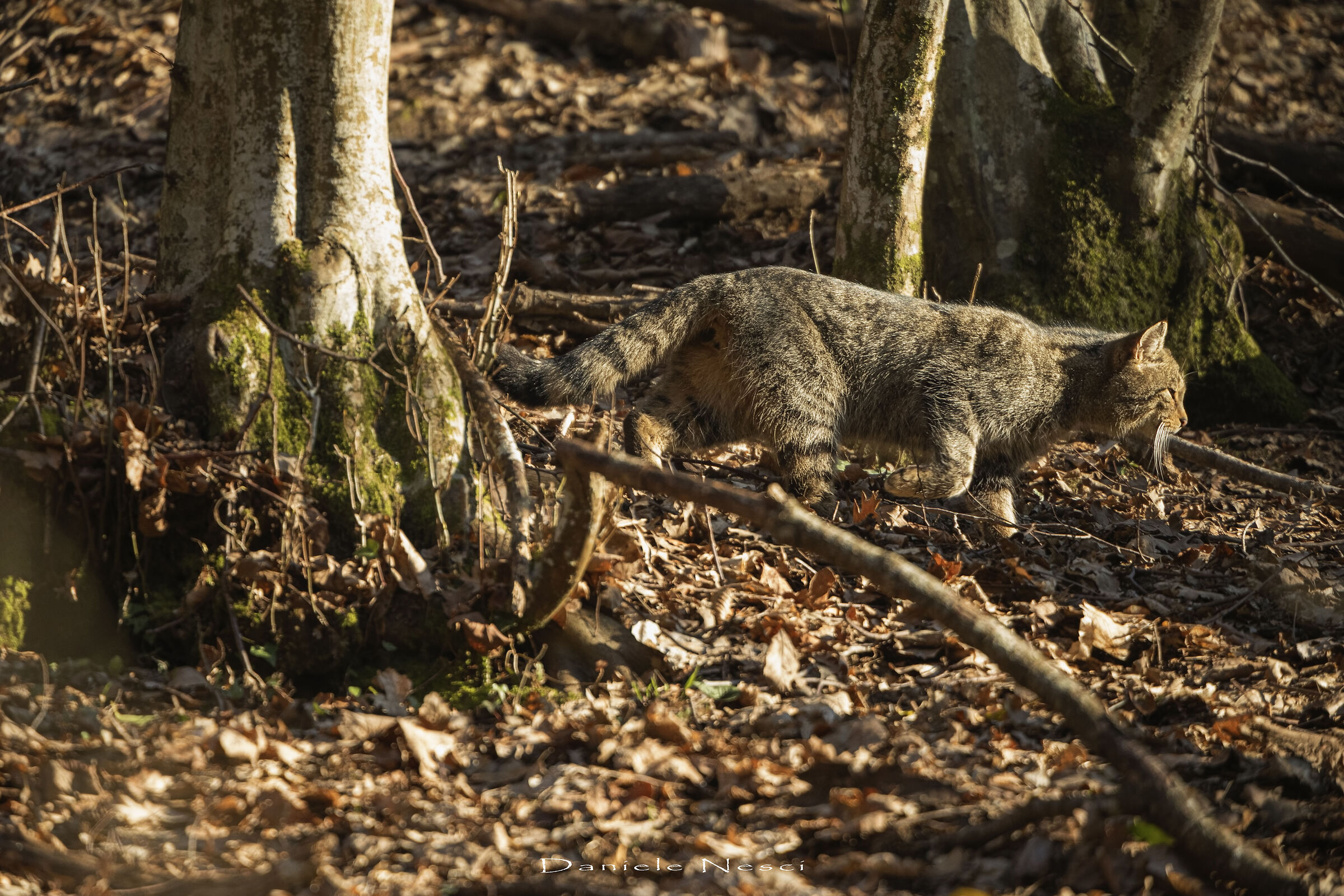 Quando passa il fantasma