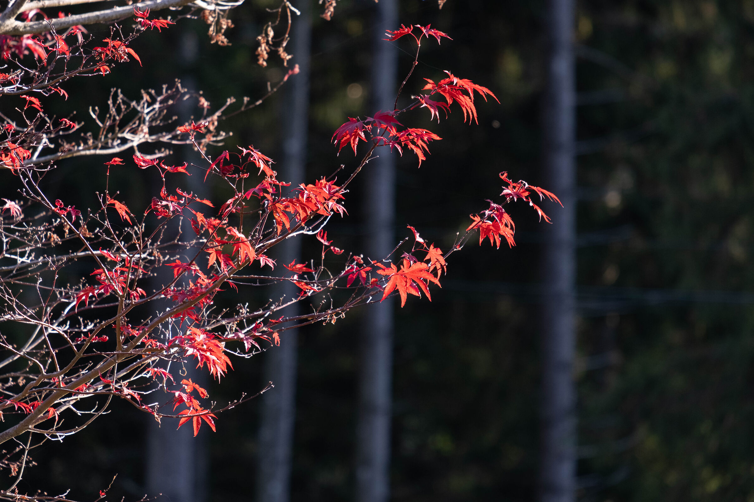 Red maple - Spiazzi di Gromo