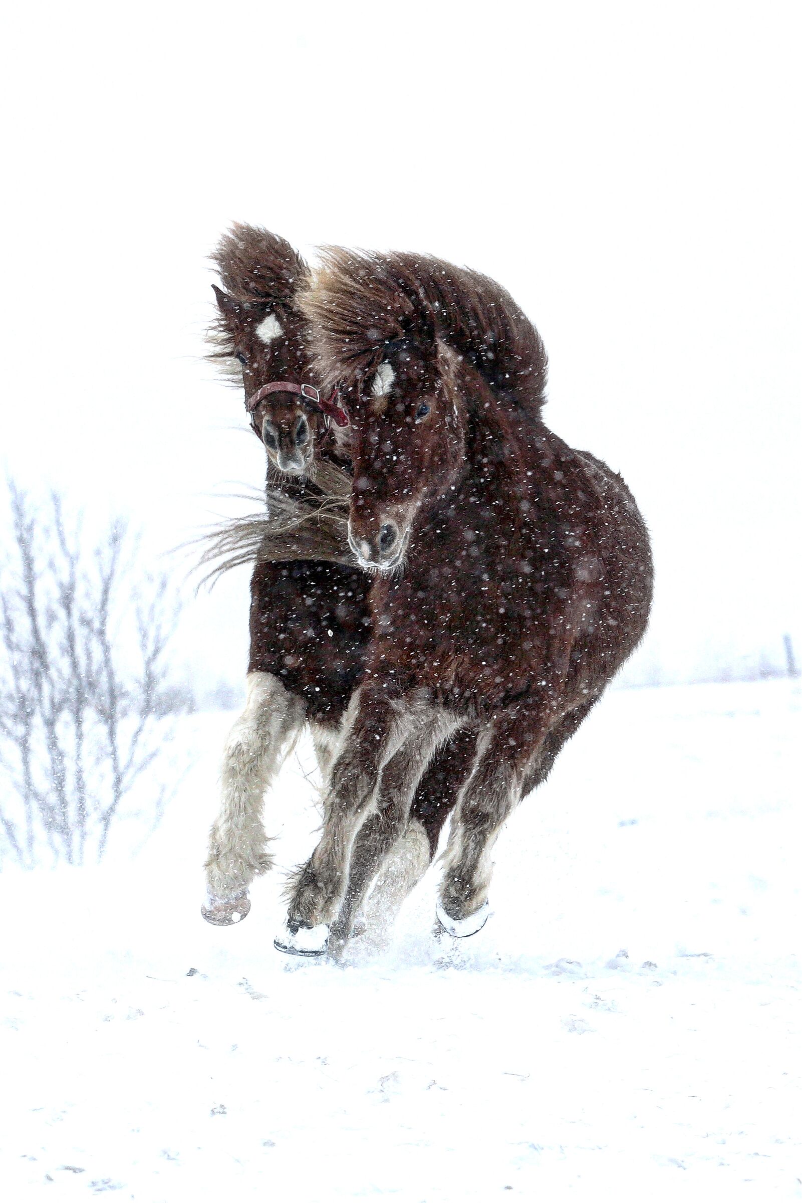 Cavalli islandesi