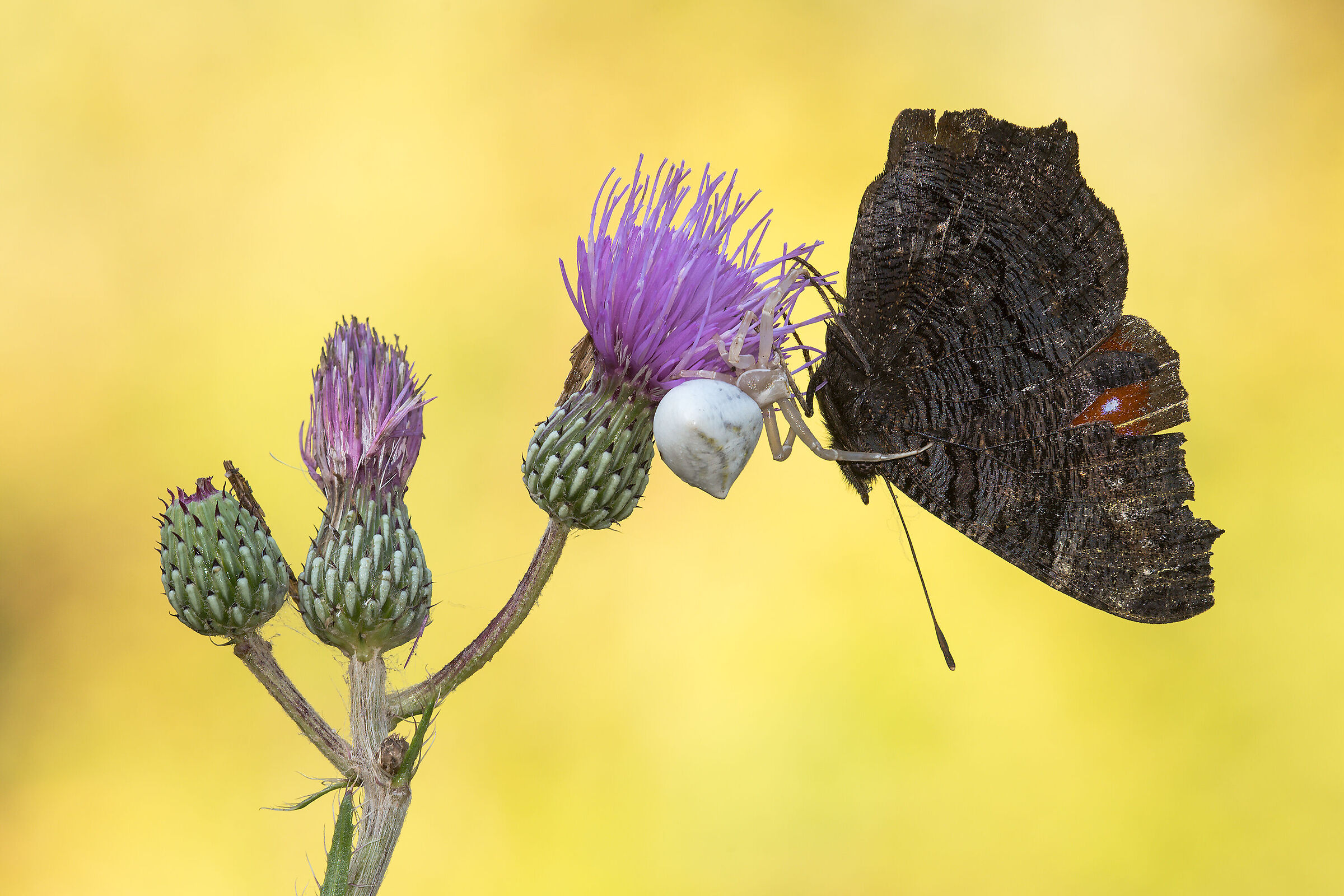 Attack on the old lady.