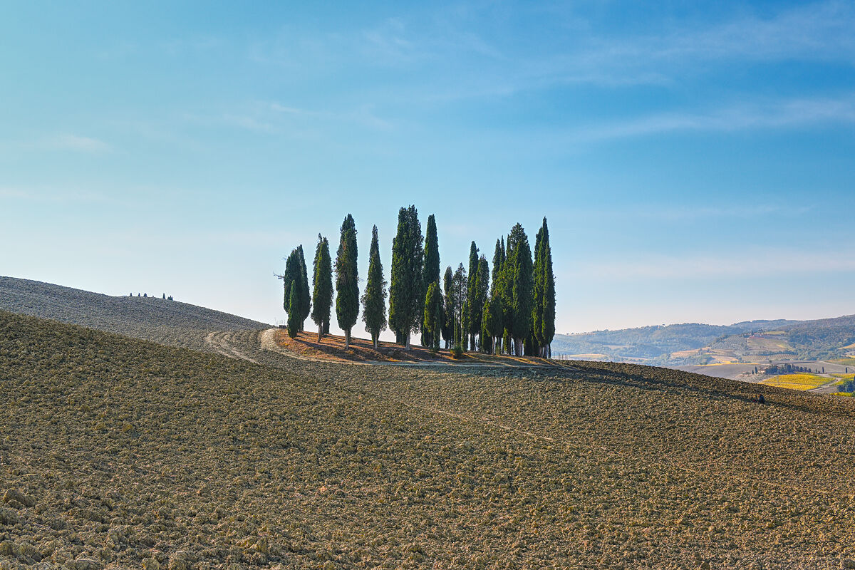 I Cipressi