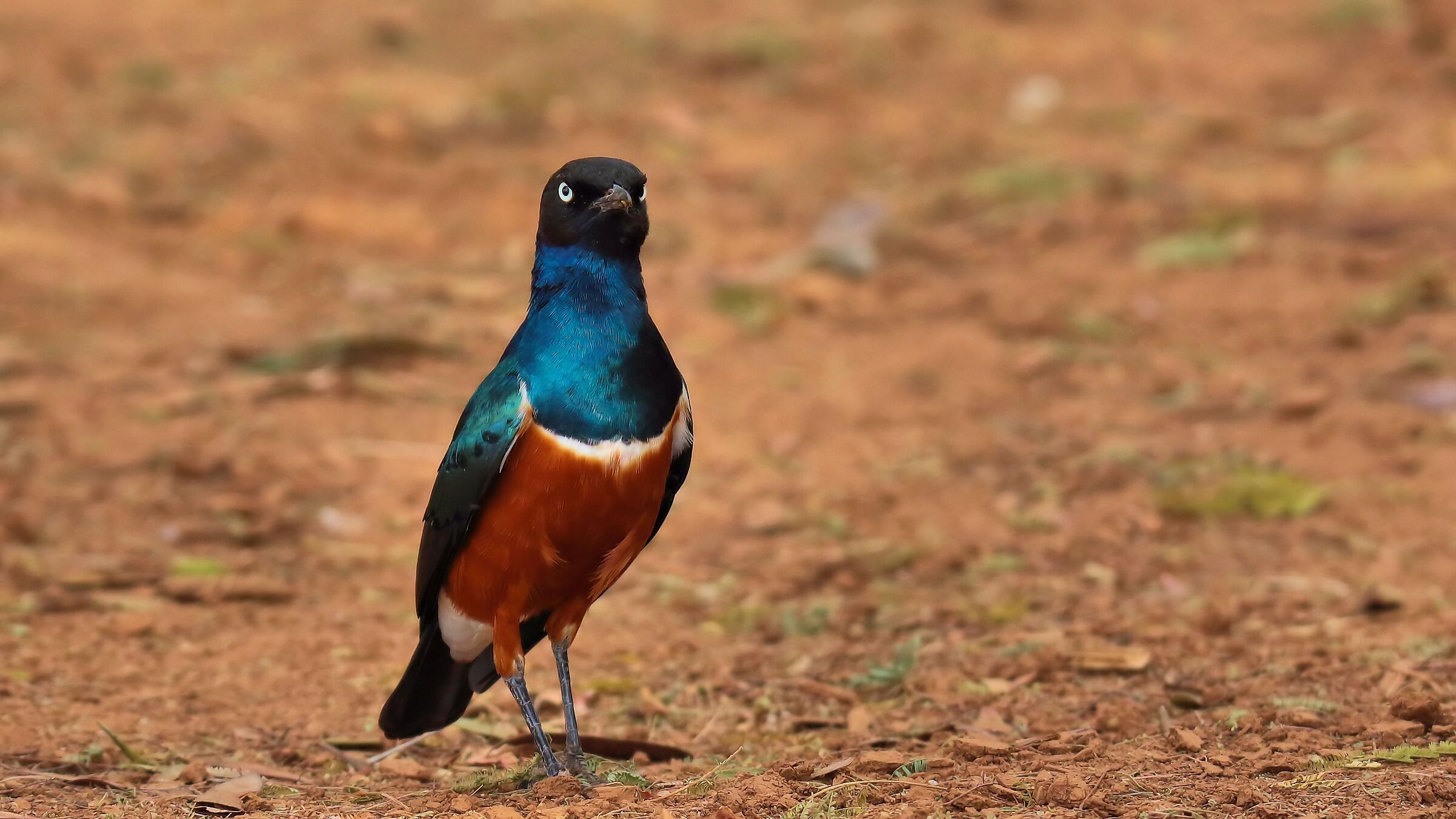 l'eleganza del superbo