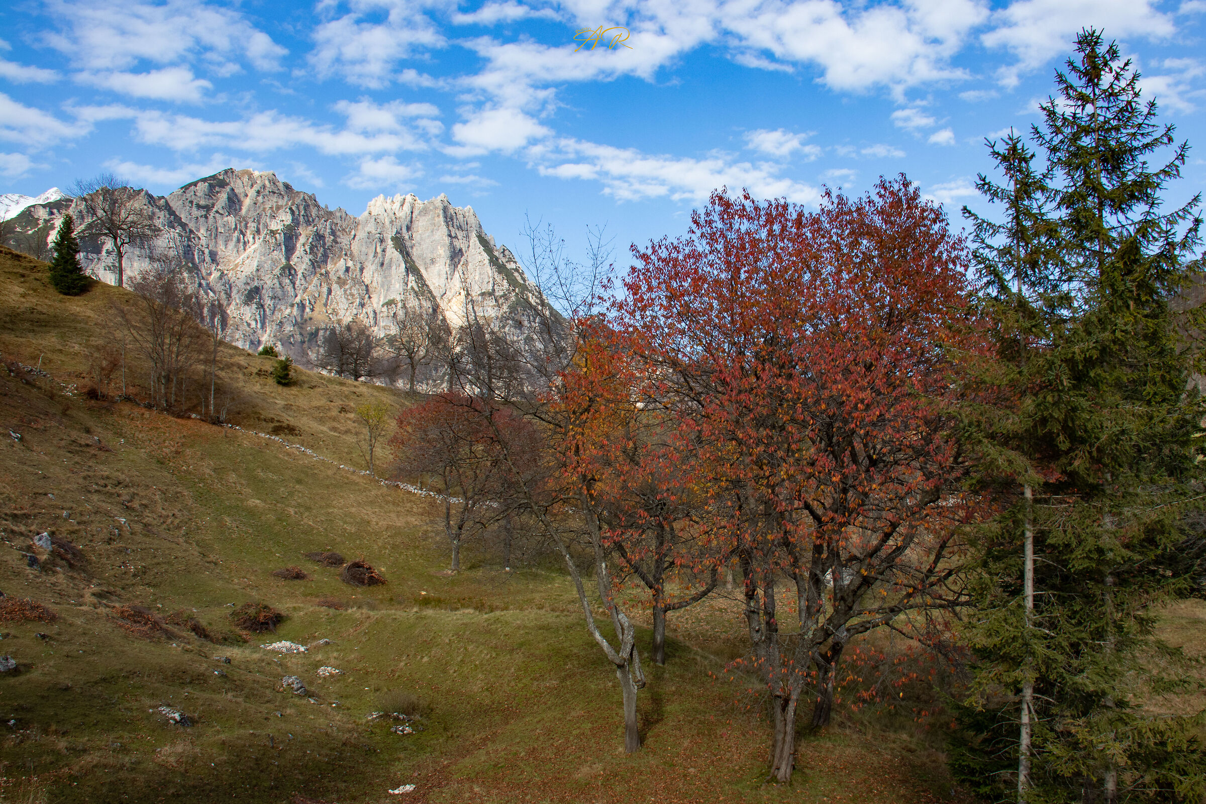 Sentiero Dei Grandi Alberi