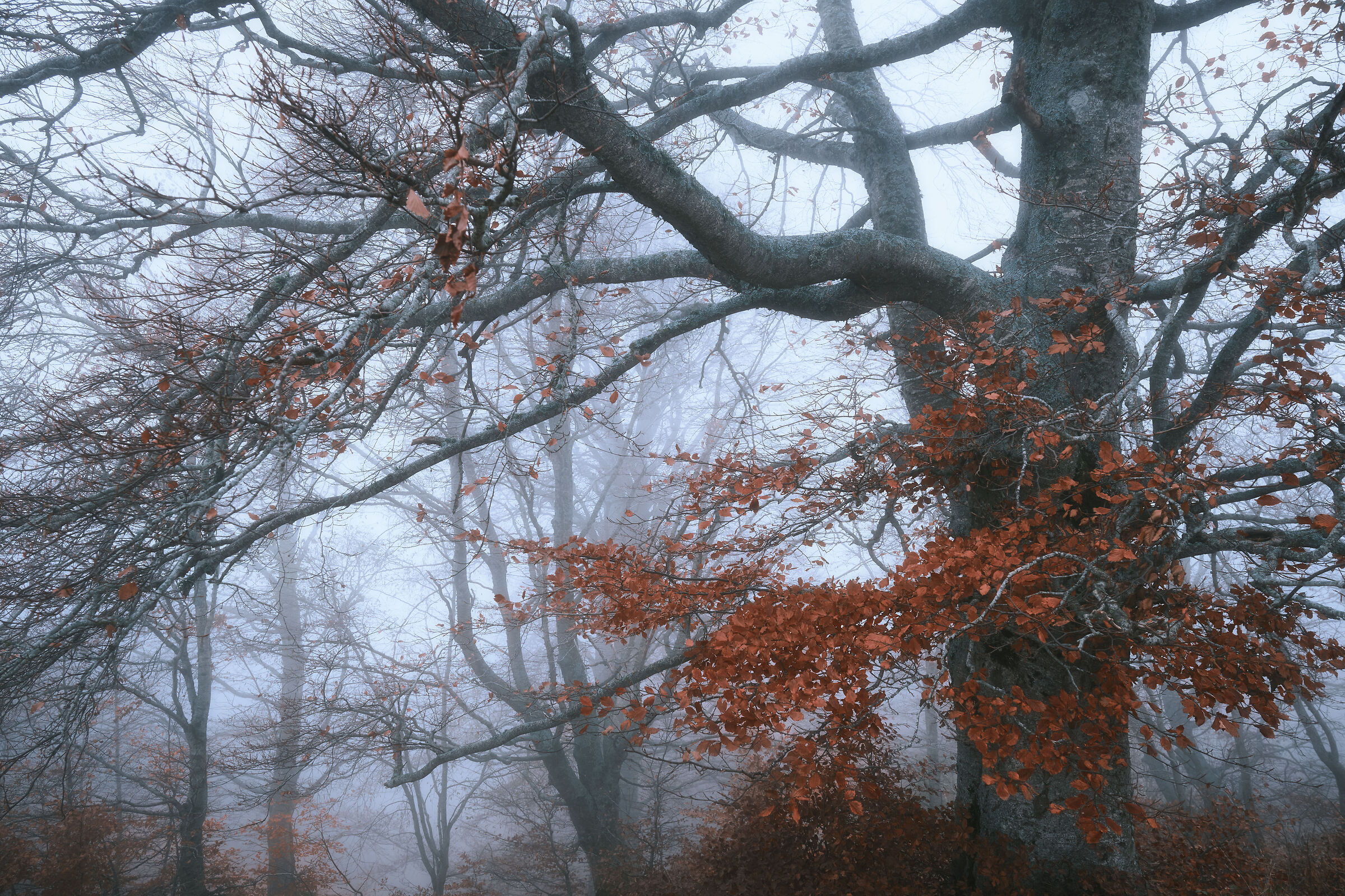 Misty forest n.3