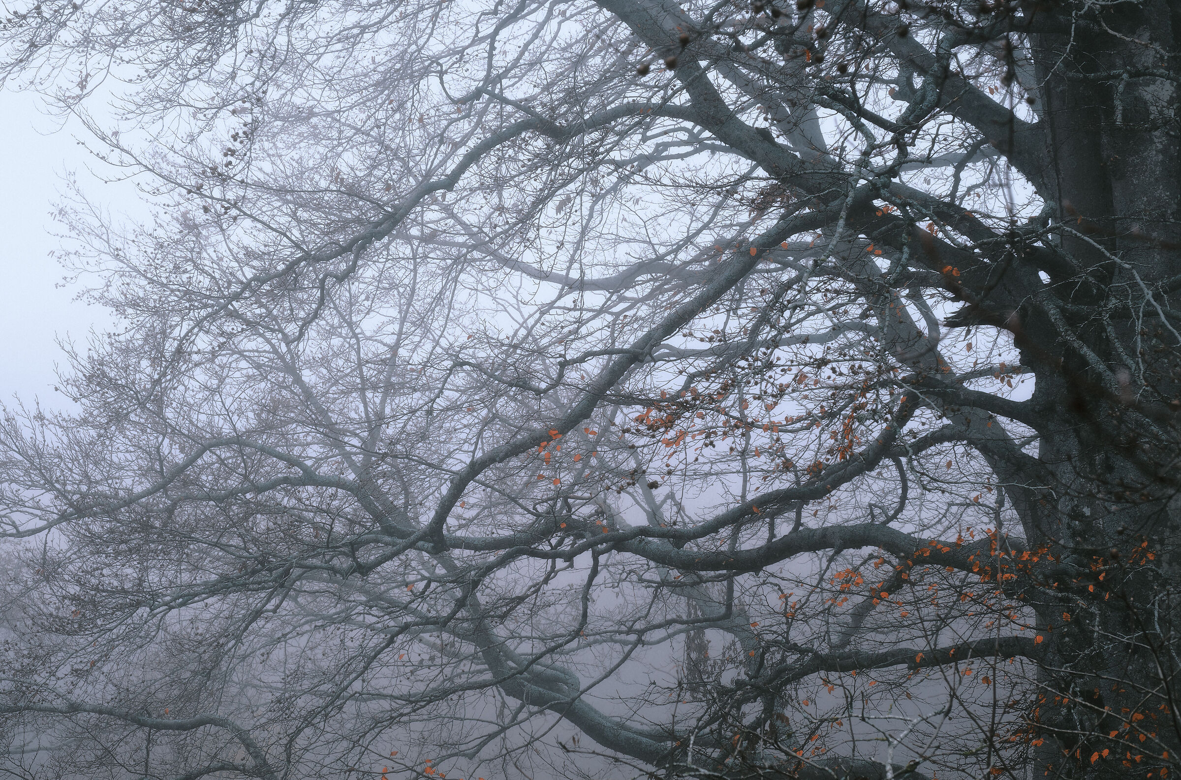 Misty forest n.5