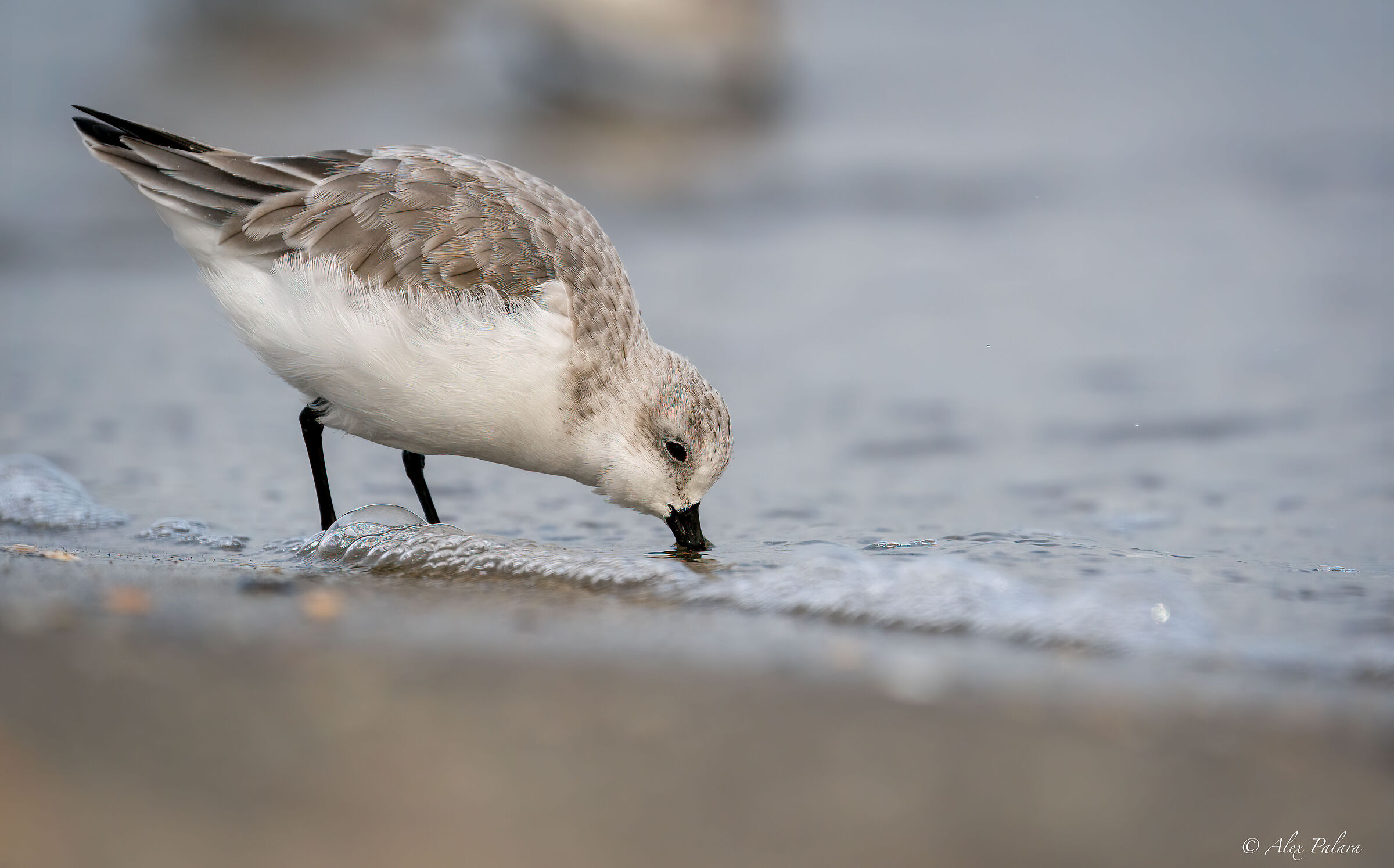 Piovanello Tridattilo