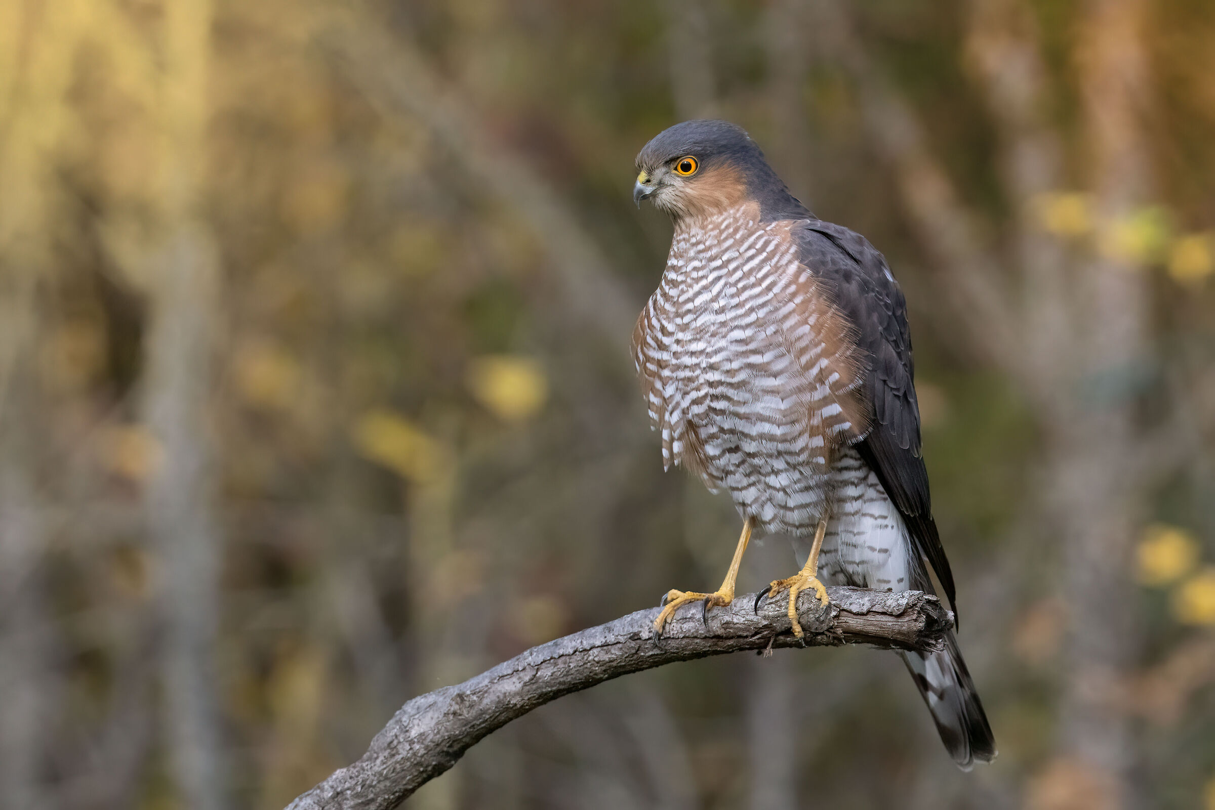 Sparviere maschio &male;