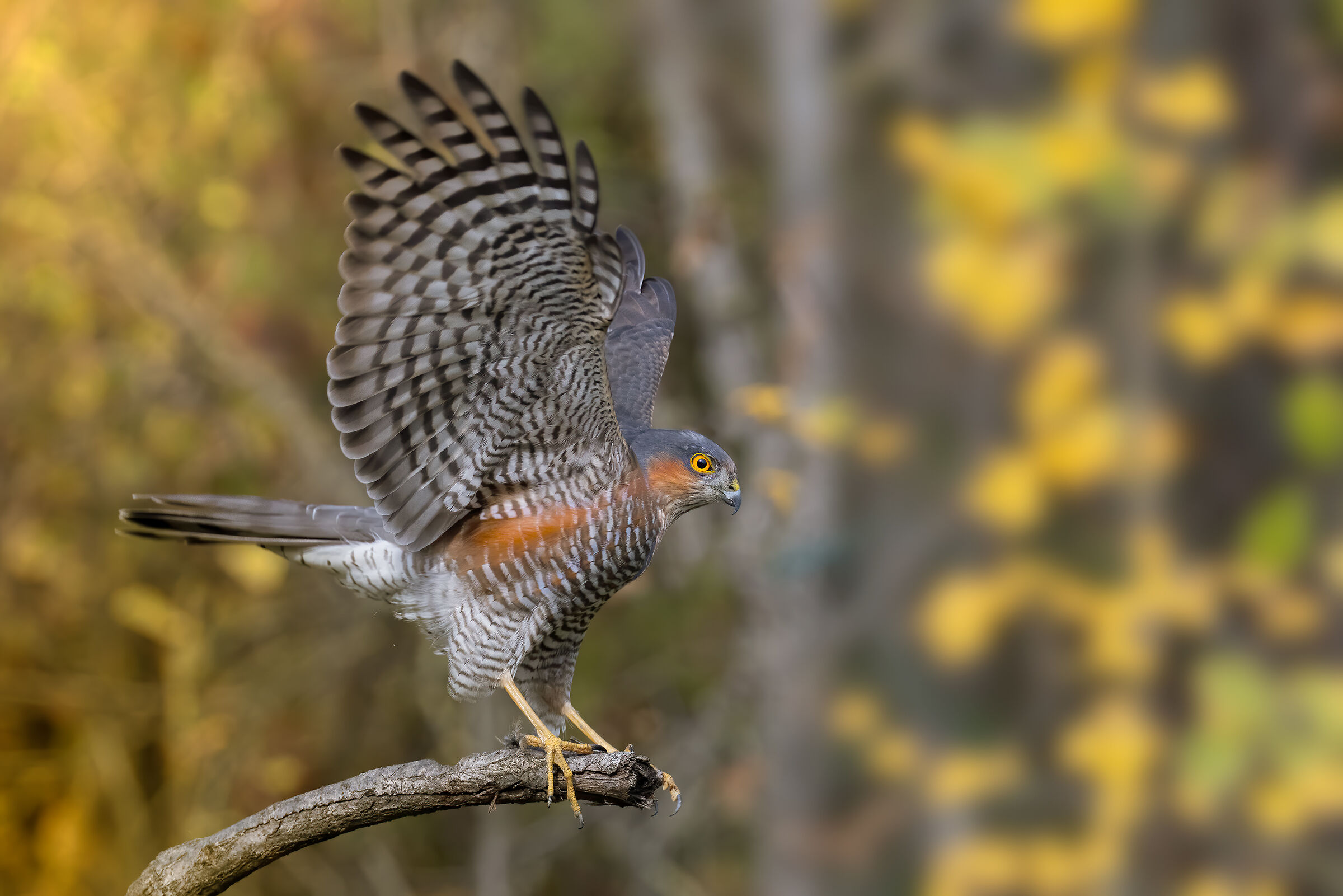 Sparviere maschio &male;