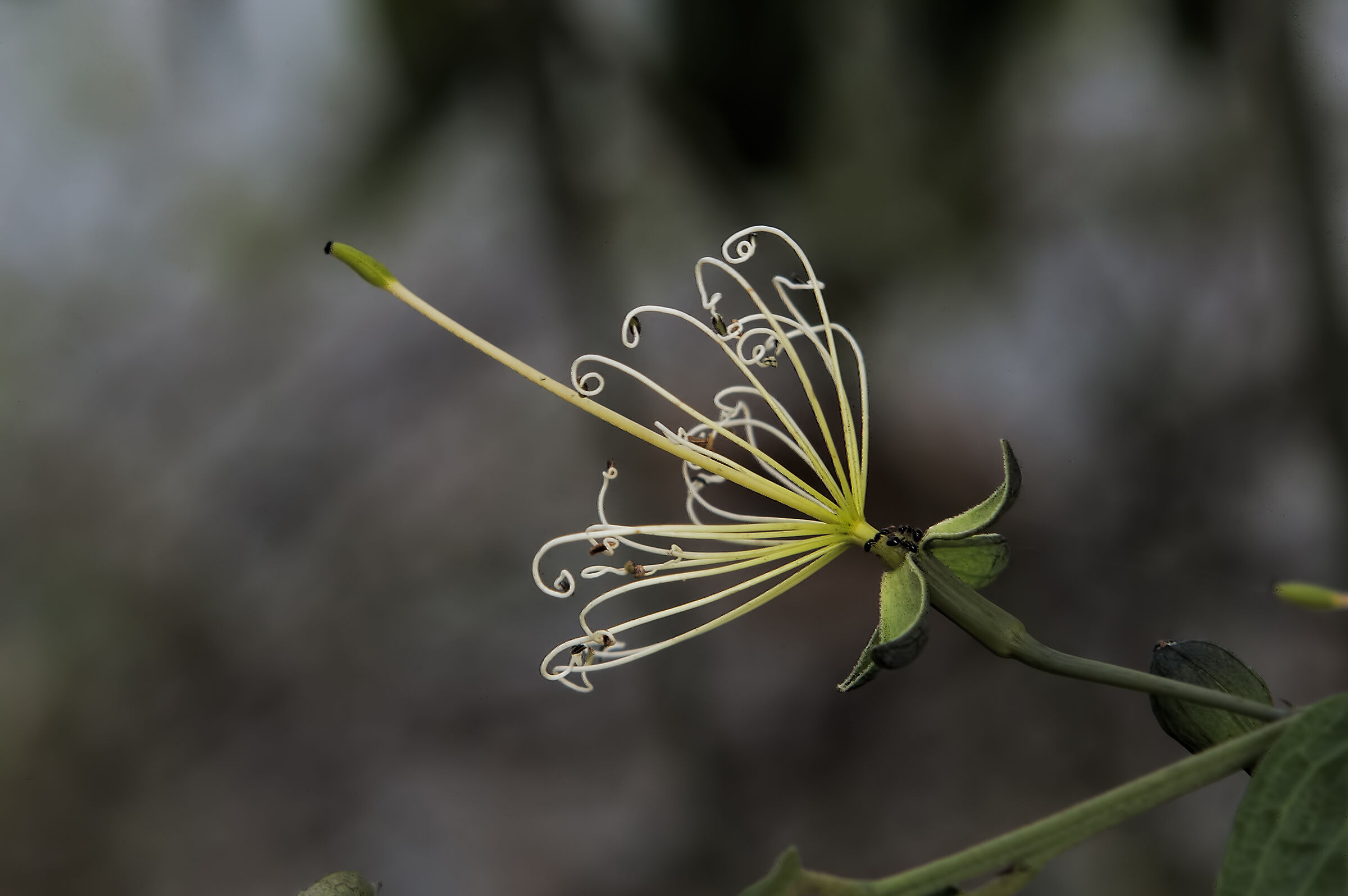 Taken in DRC in Kasenga