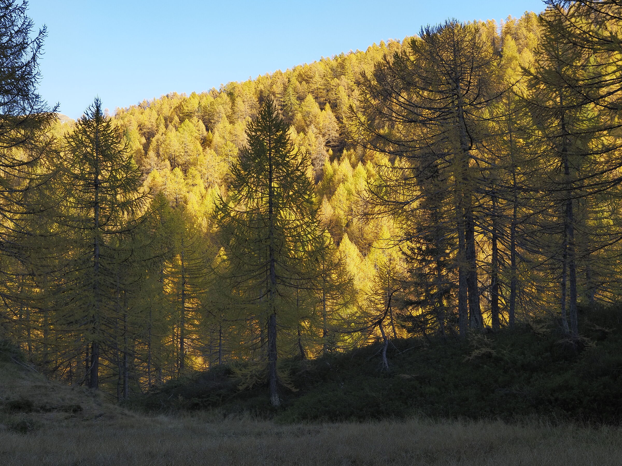 Last light among the larches