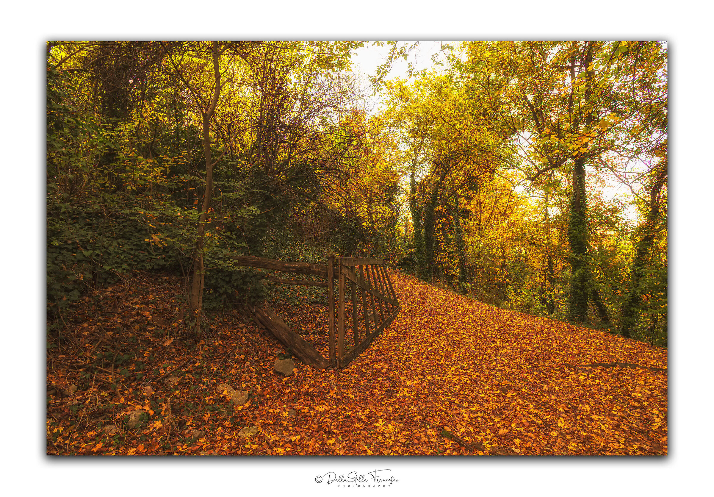 Un cancello nel mare di foglie