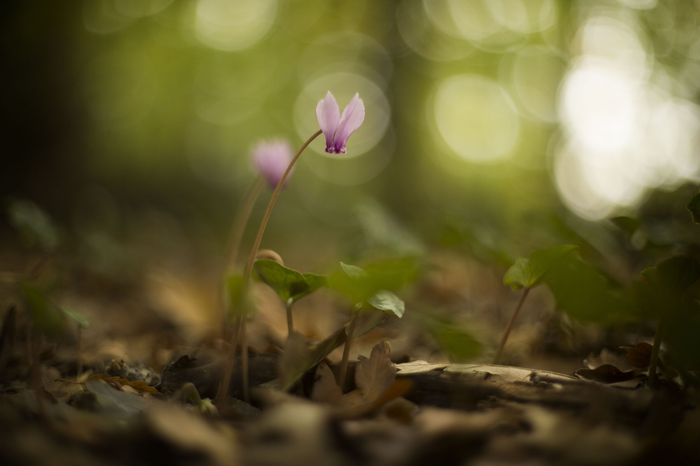 Cyclamen in the woods