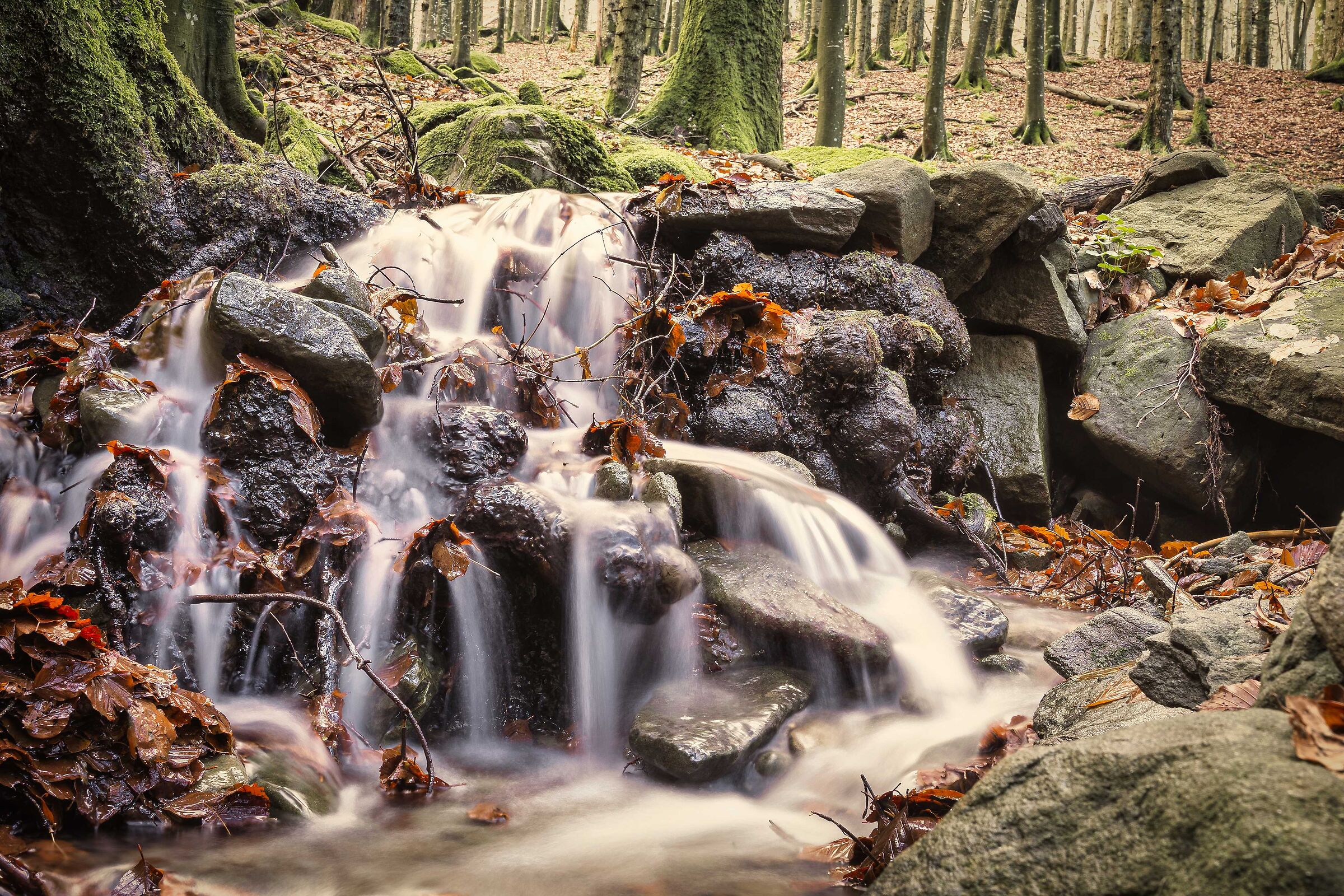 le acque della foresta