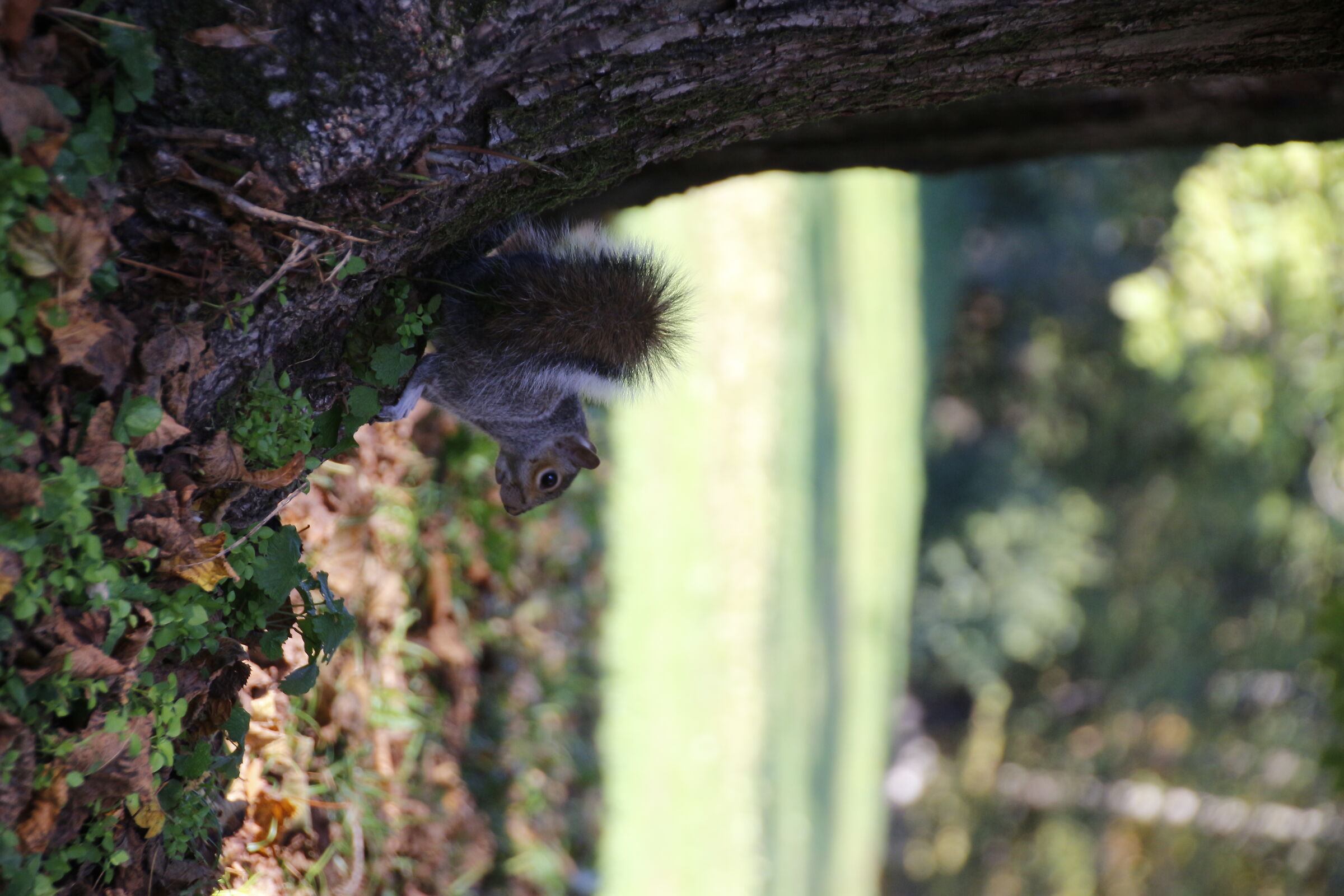 Close encounters of the cute kind
