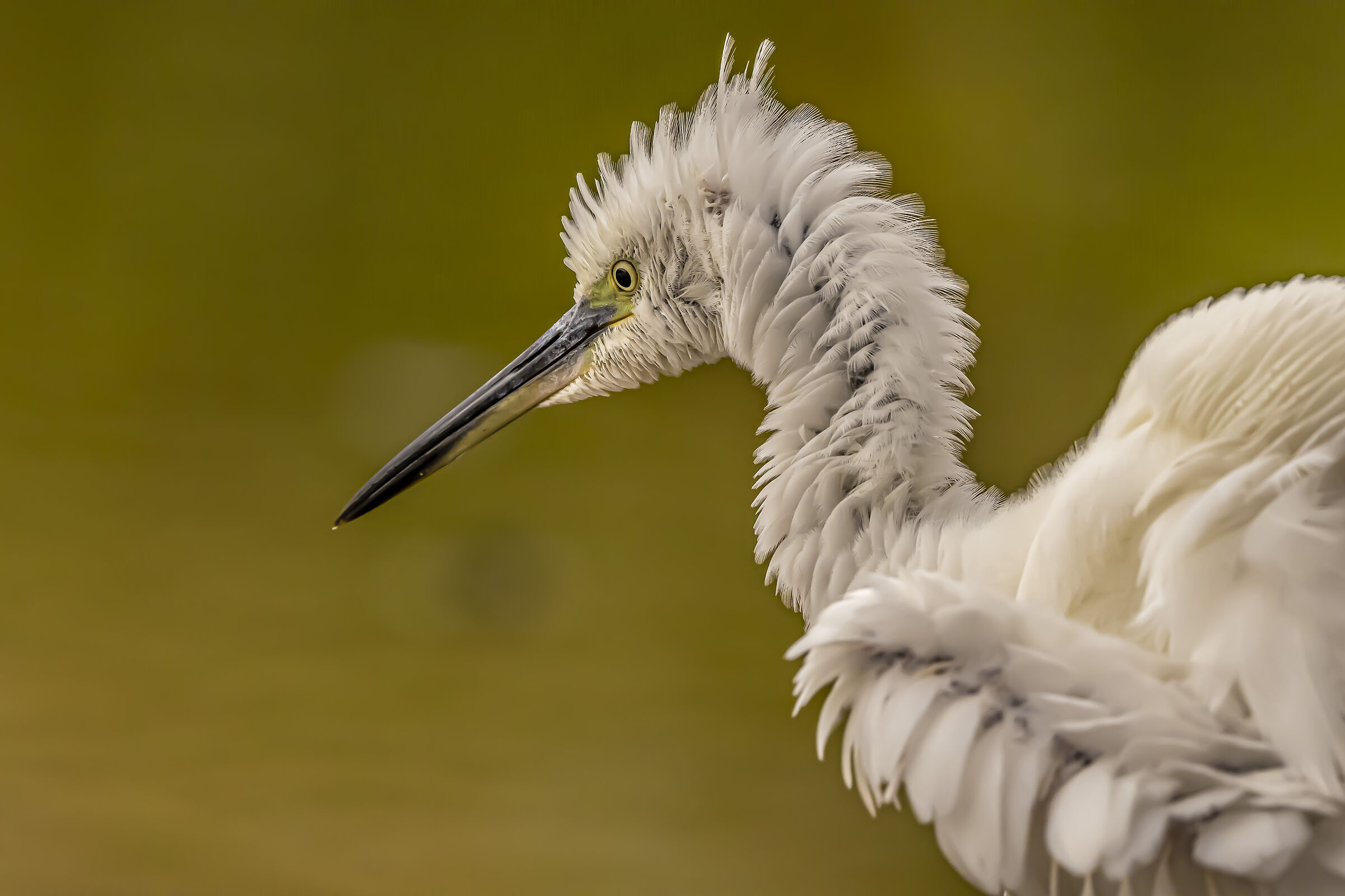 La garzetta spettinata