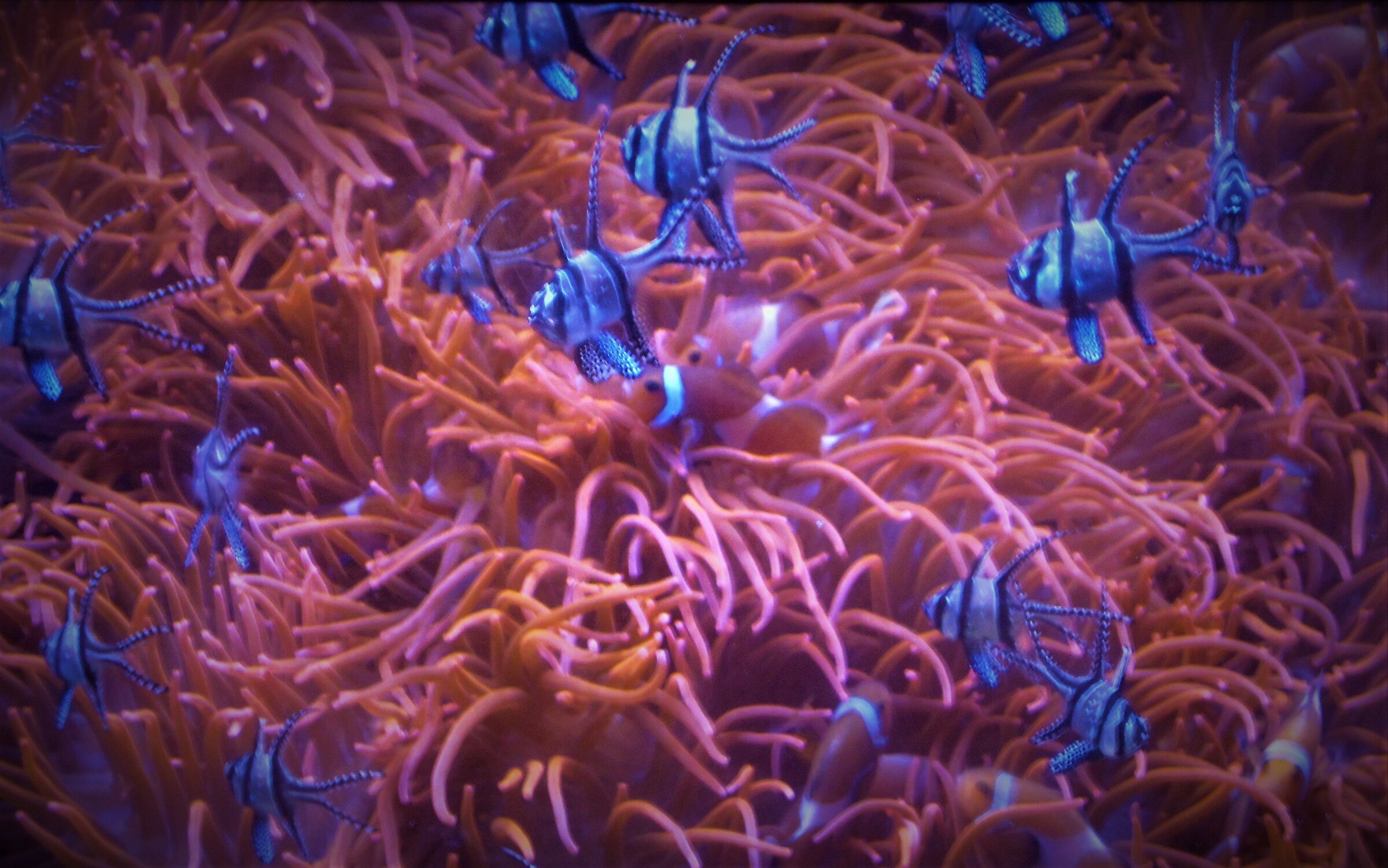 Luminescenze