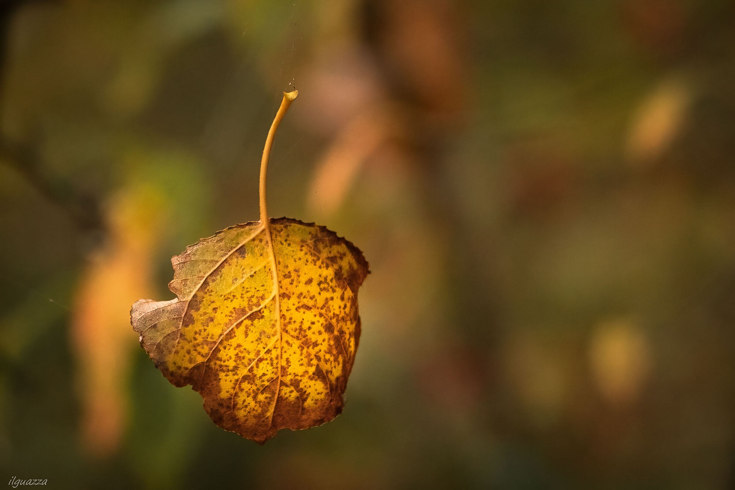 Il ragno e l'autunno