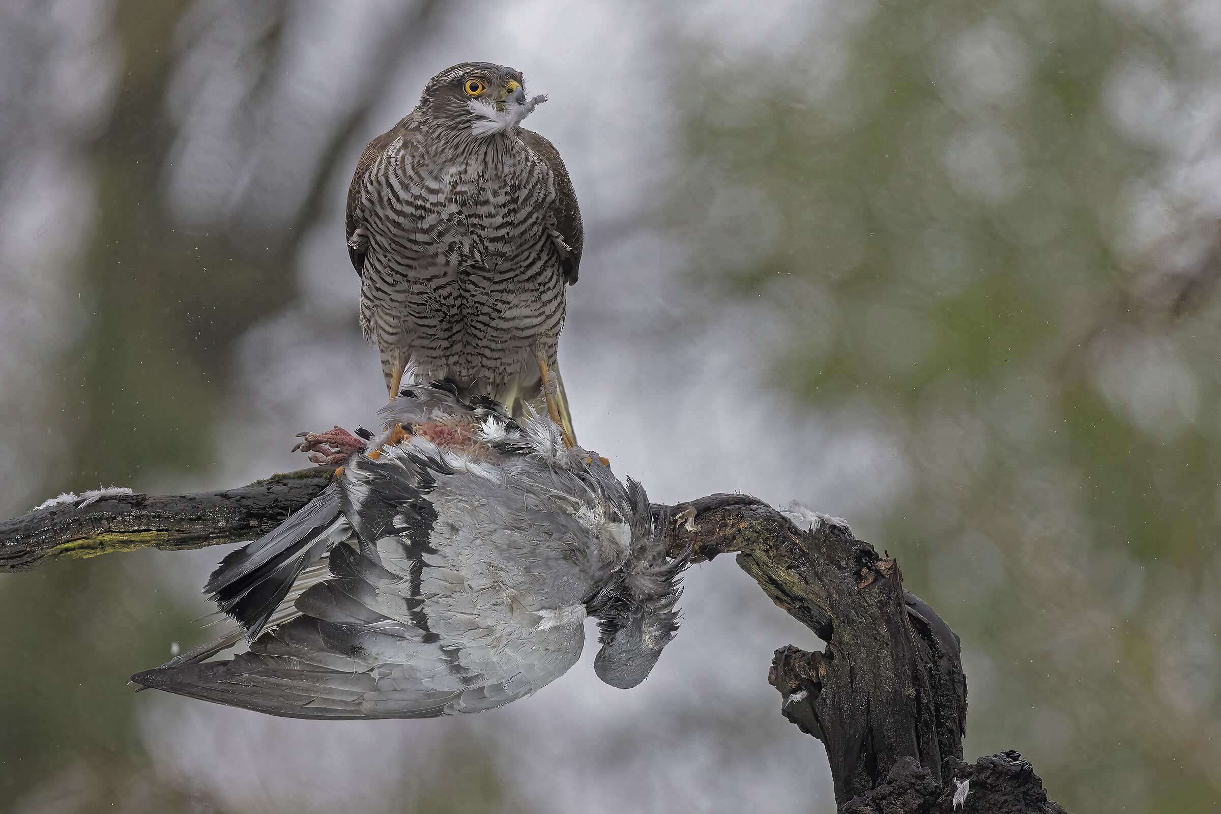 Female sparrowhawk