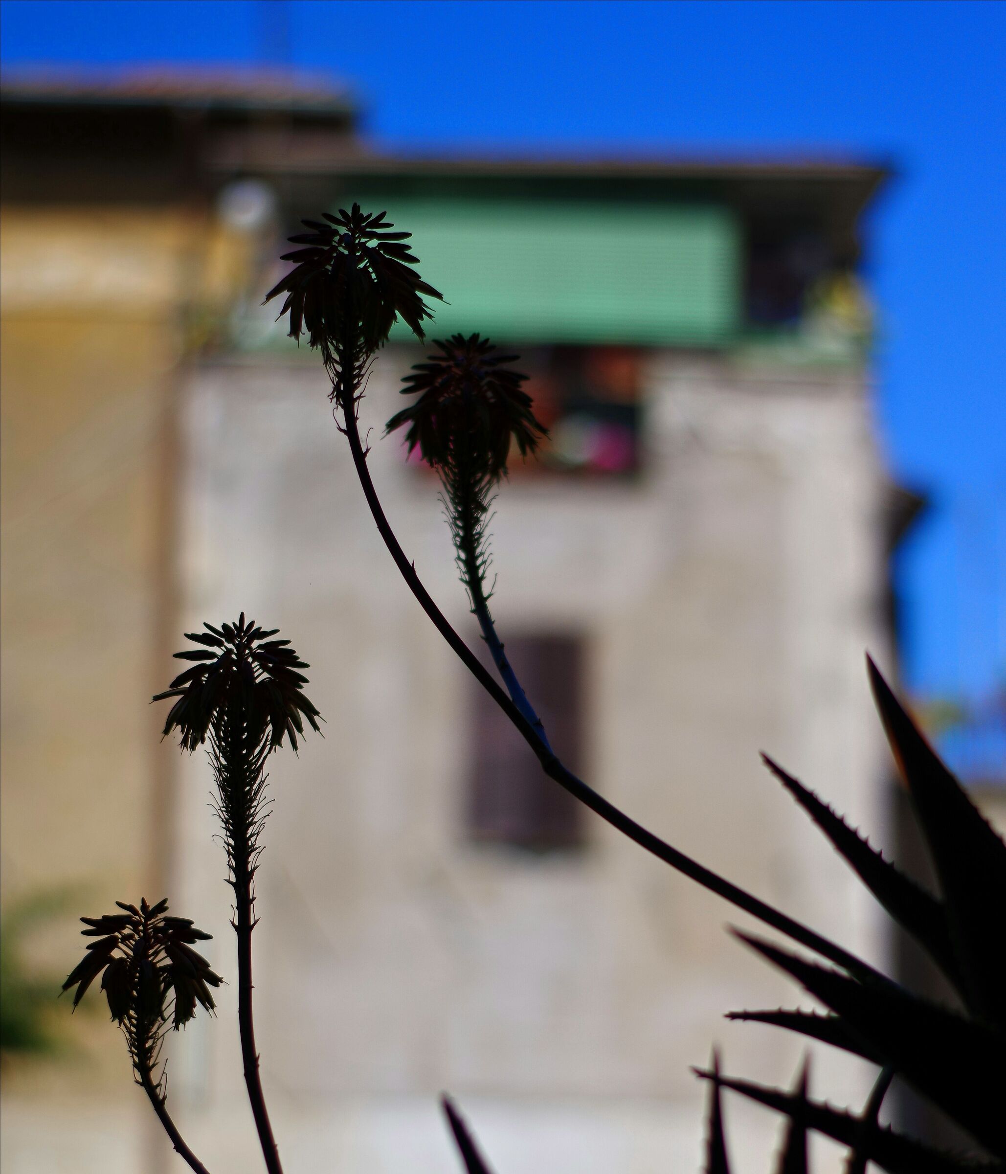 Garbatella 2