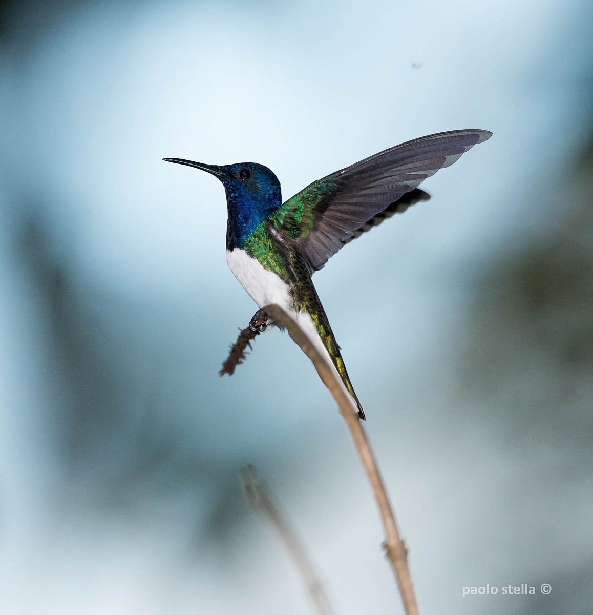 White-necked Jacobin 's wings flutter