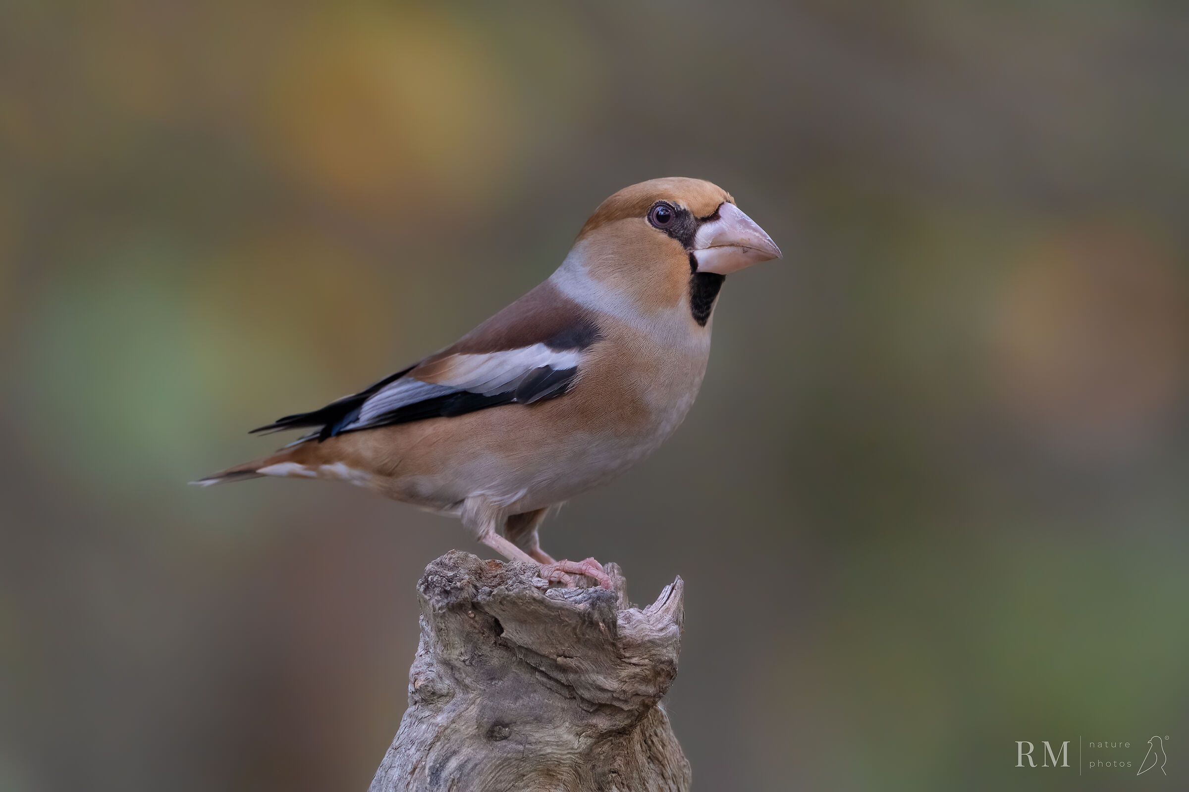 Hawfinch