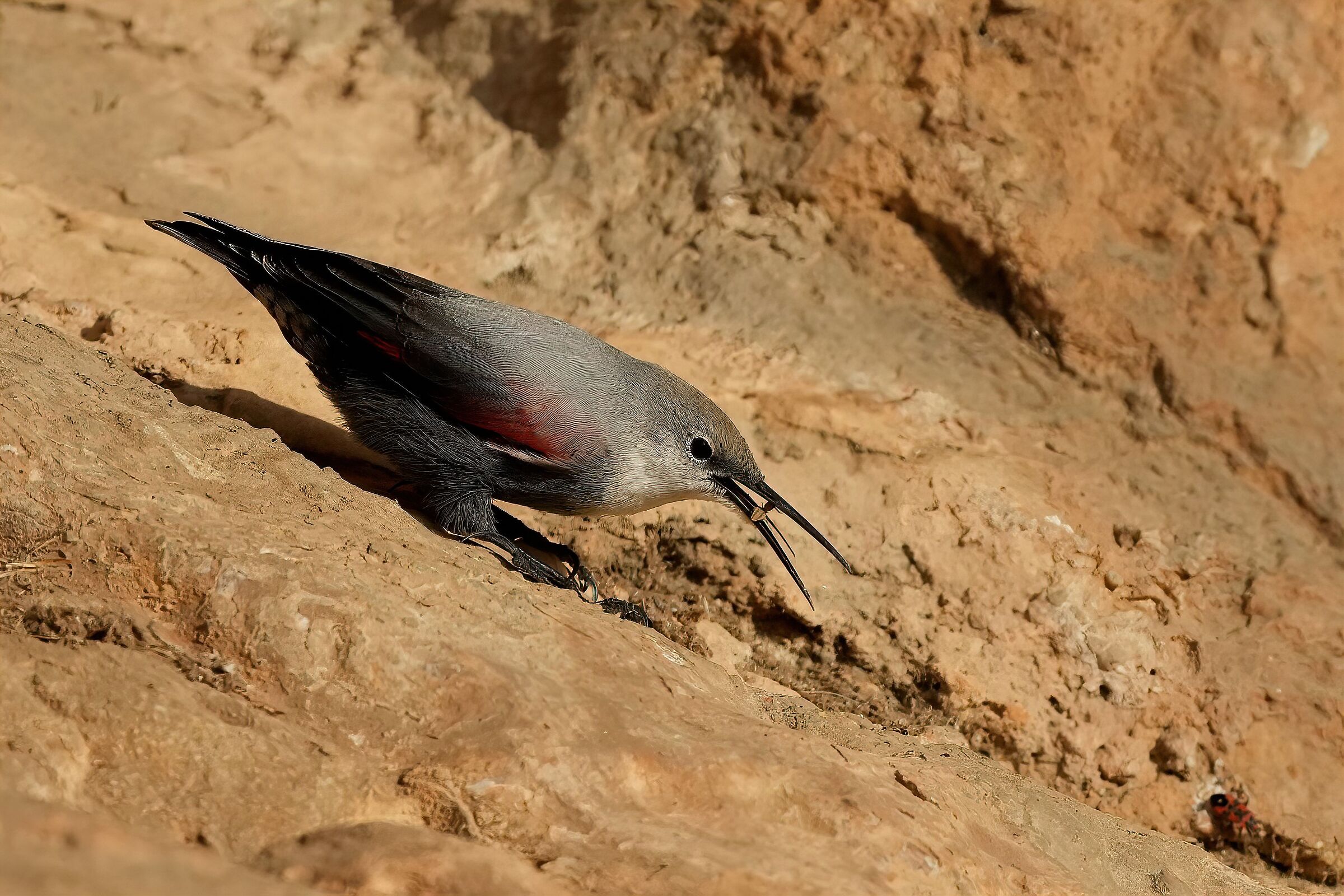 the diet of the woodpecker muraiolo