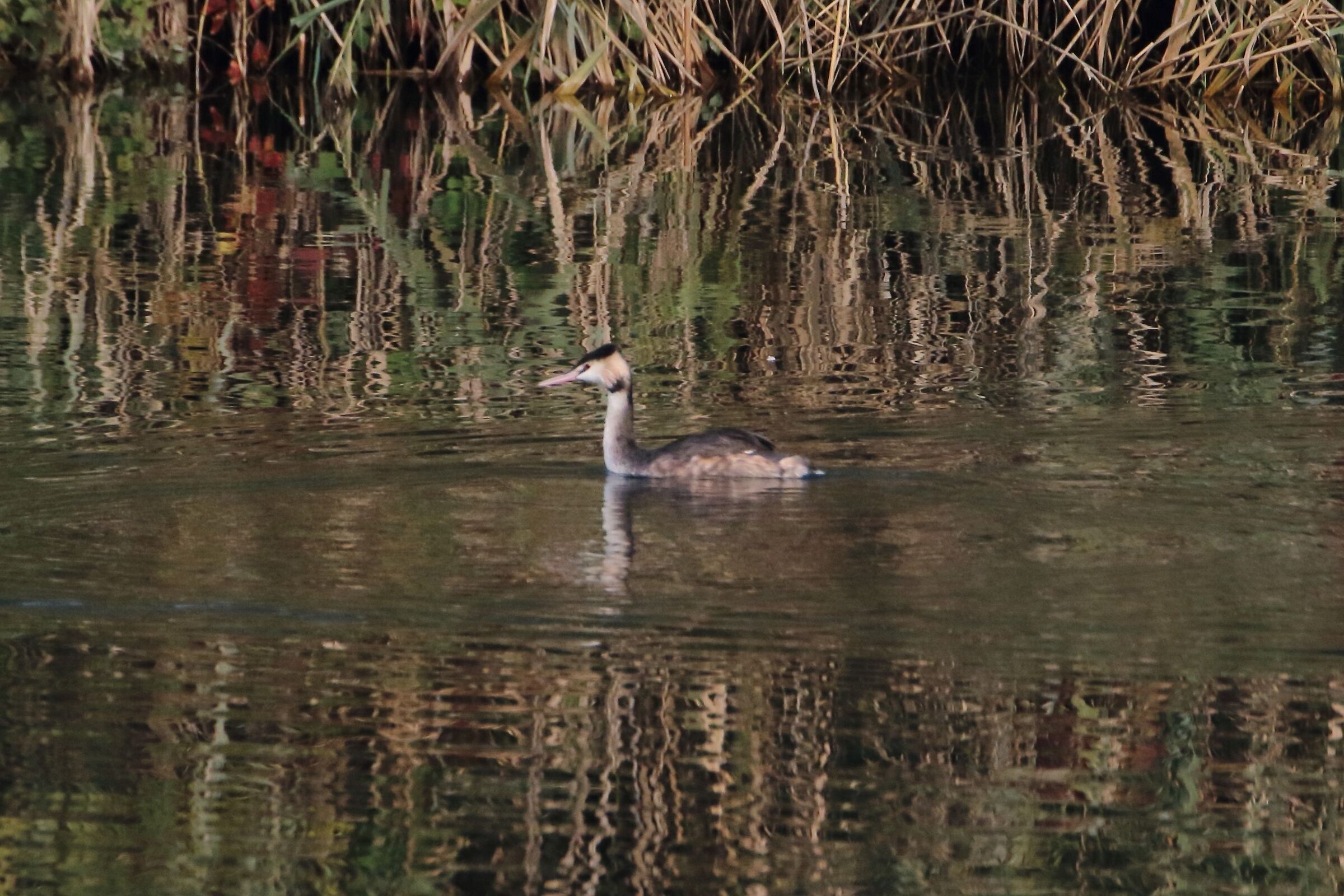 grebe