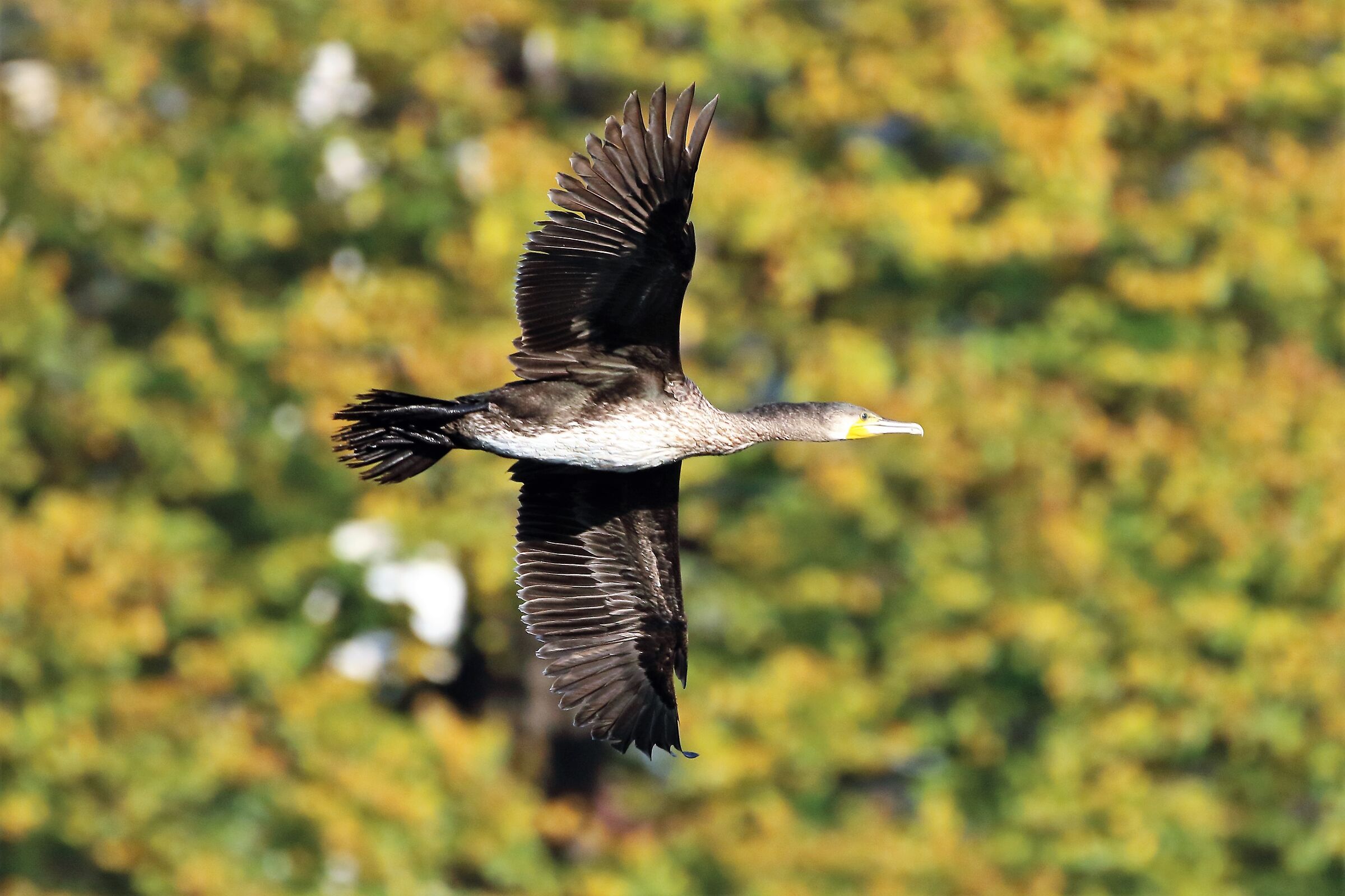 cormorant