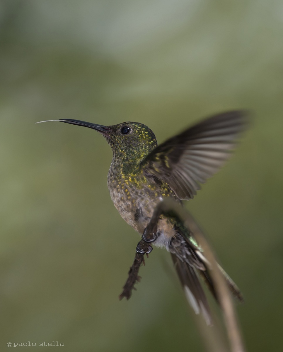 linguetta - Scaly-breasted Hummingbird