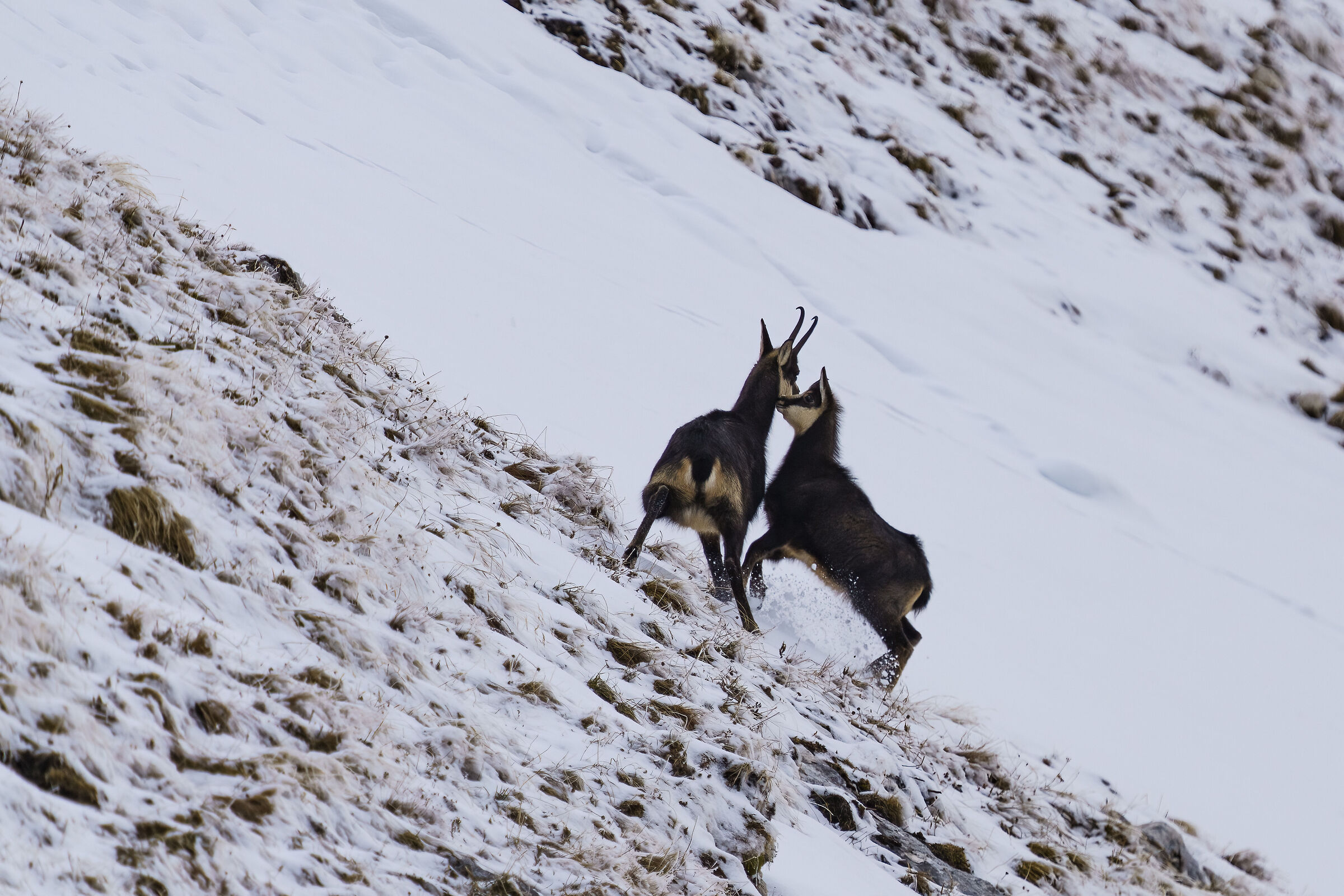 Mamma ti voglio bene