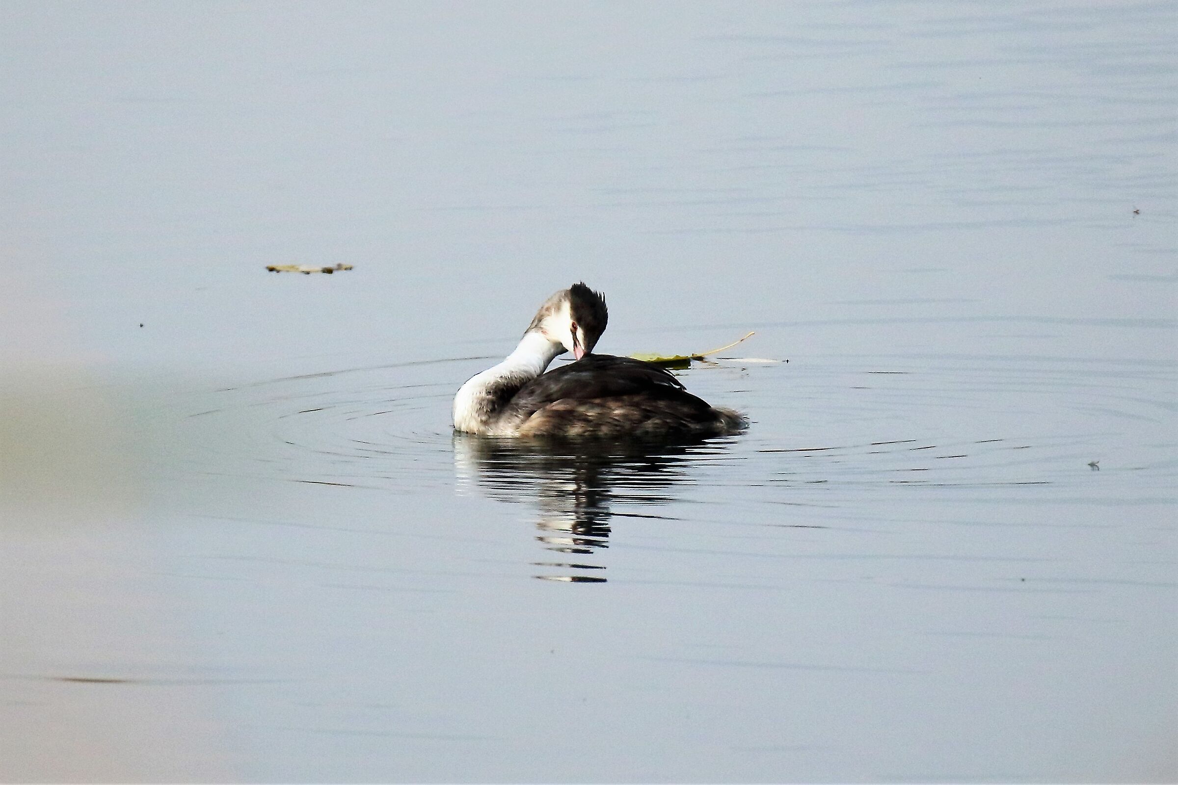 grebe