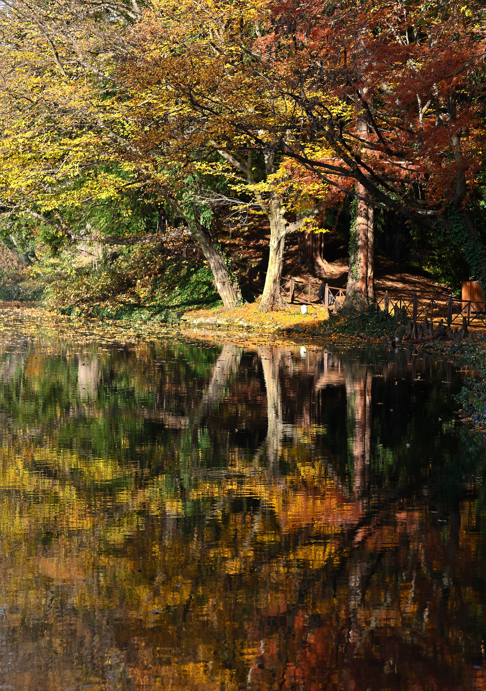 Reflections of Autumn - Royal Gardens of Monza