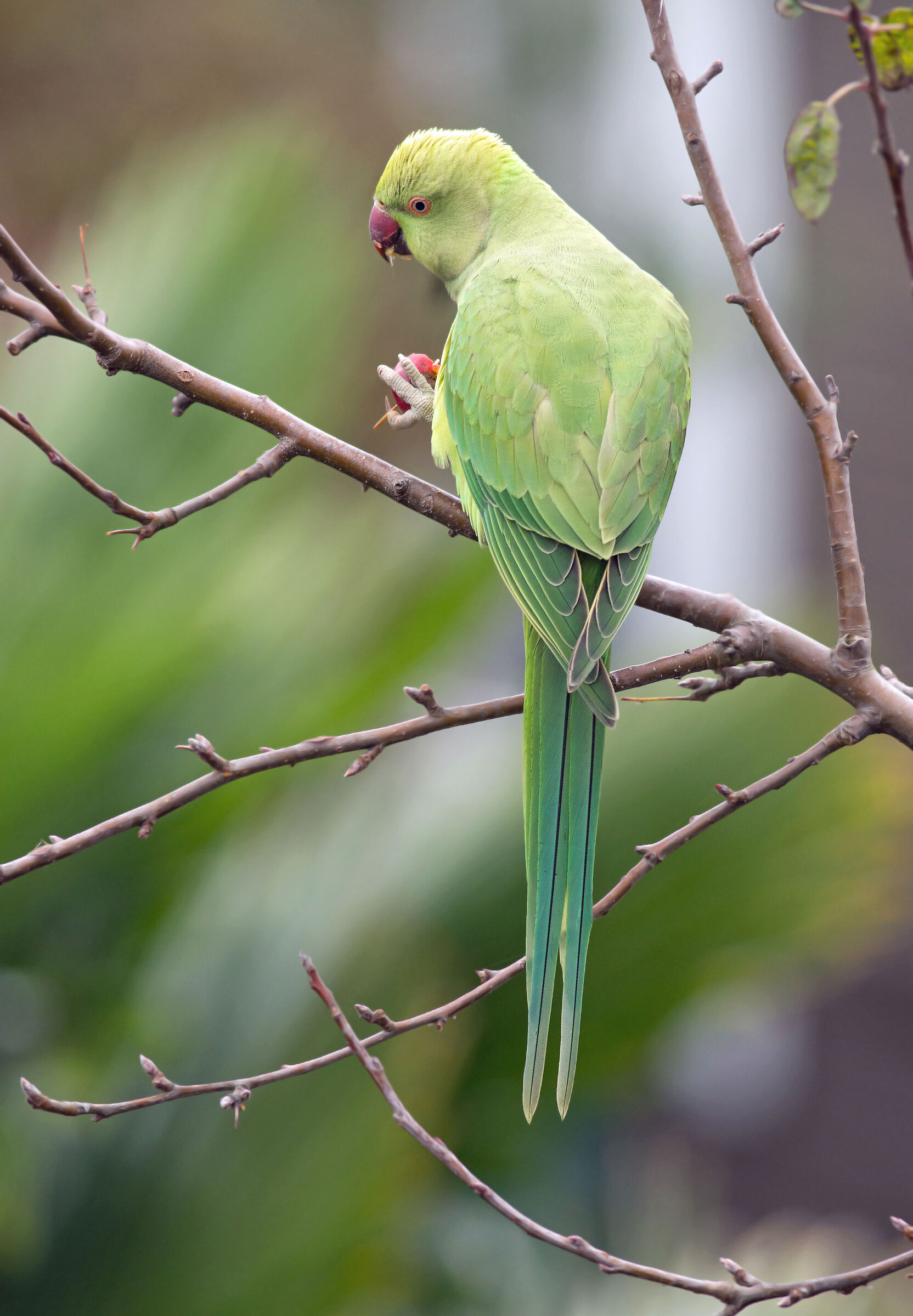 Nuovo visitatore nel mio giardino