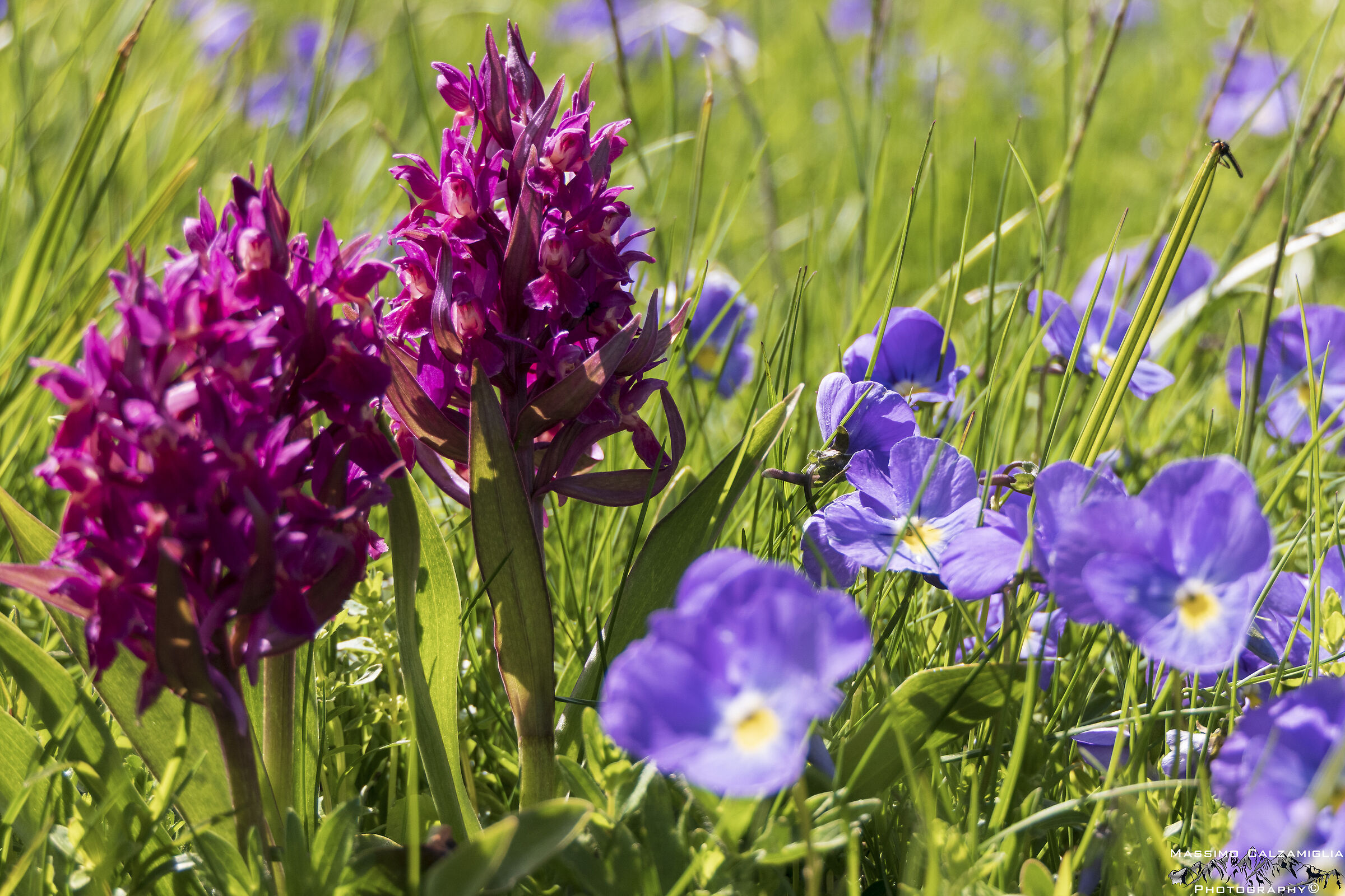 Orchidea Mascula e Viole - Monte Tavola