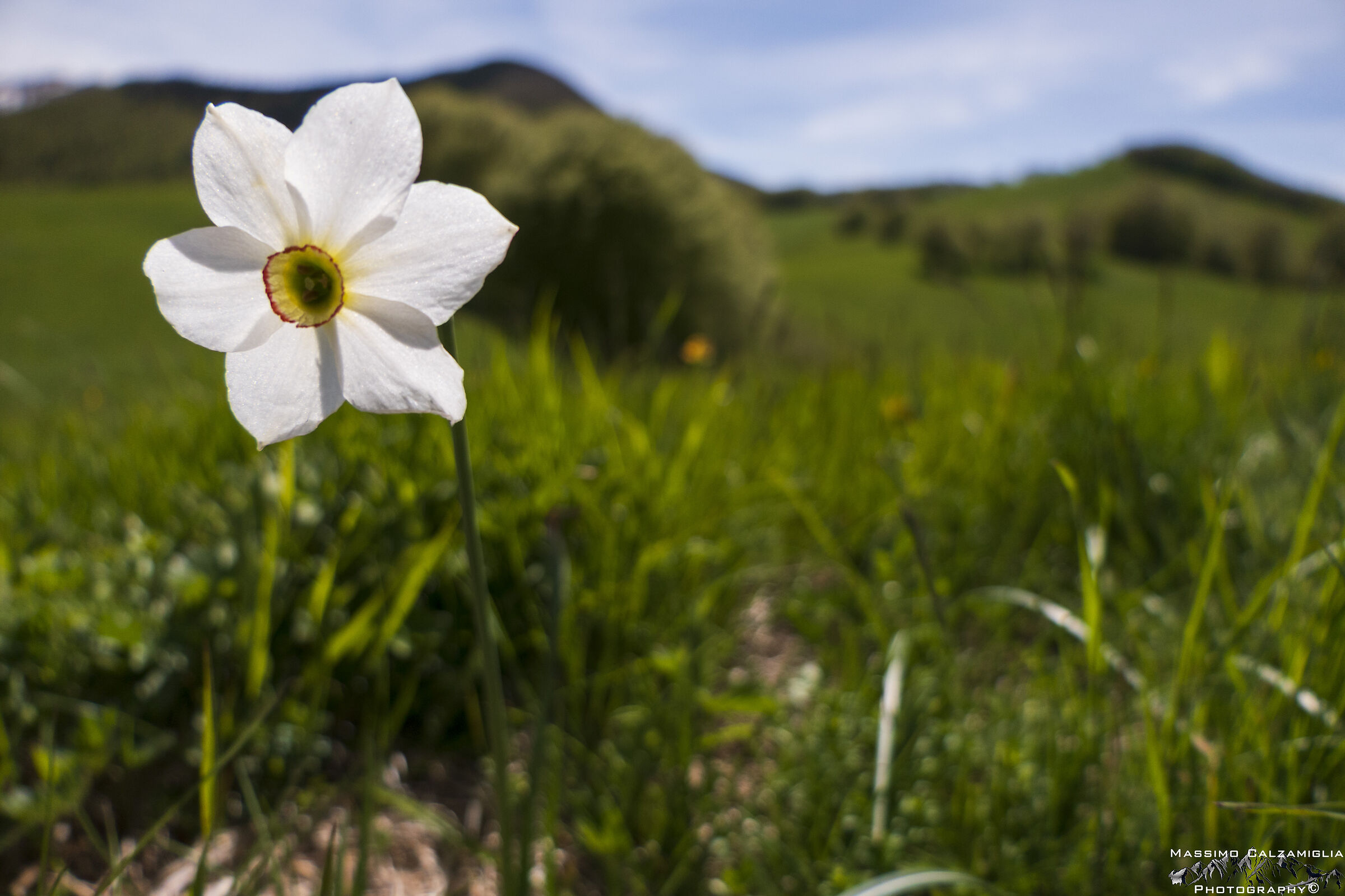 Narcisus Poeticus - Monte Tavola