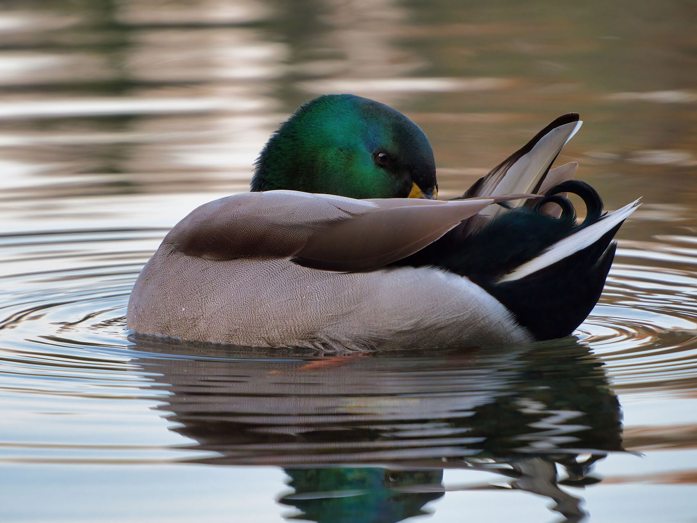 Mallard