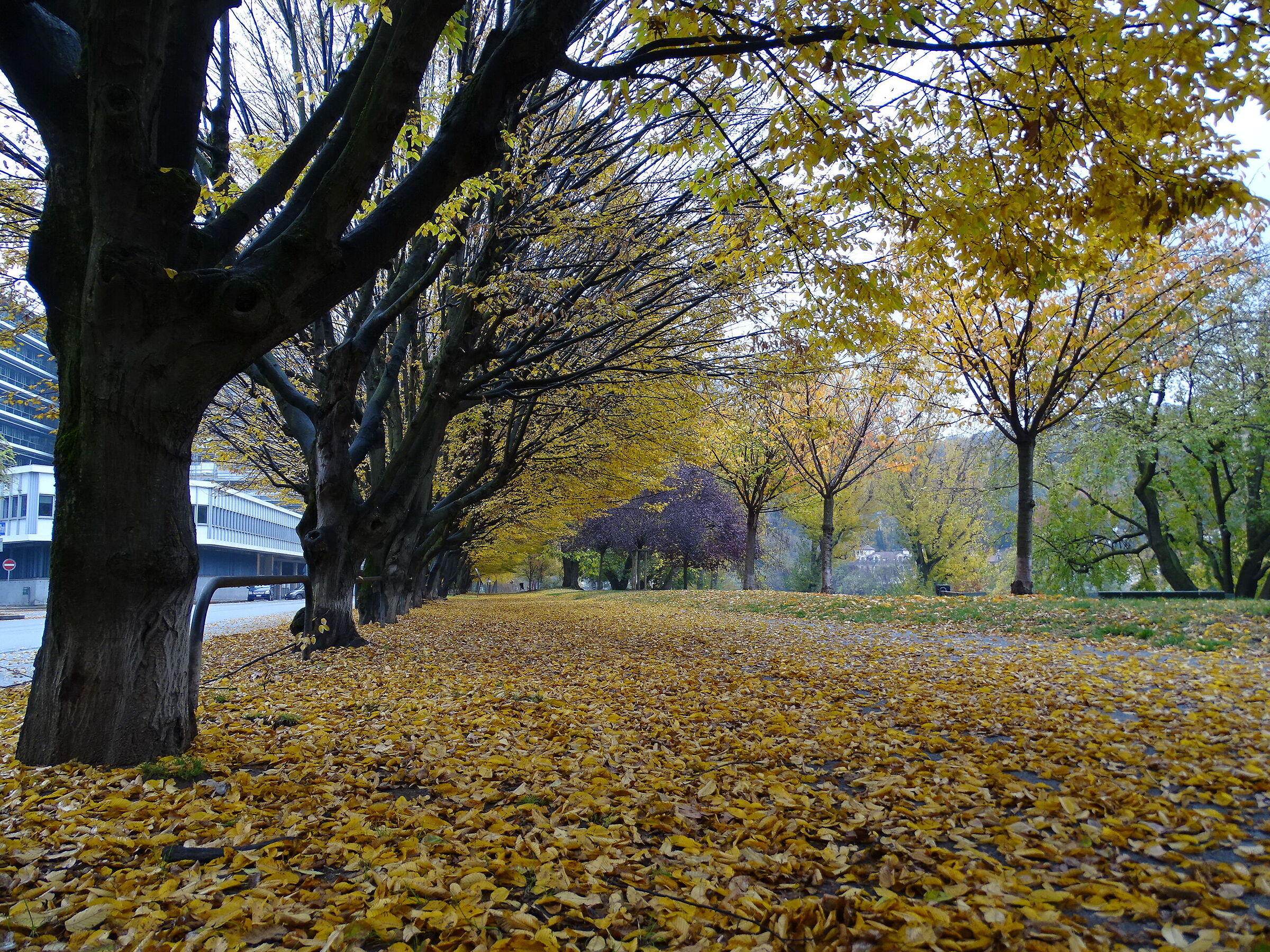Autumn in Turin_3