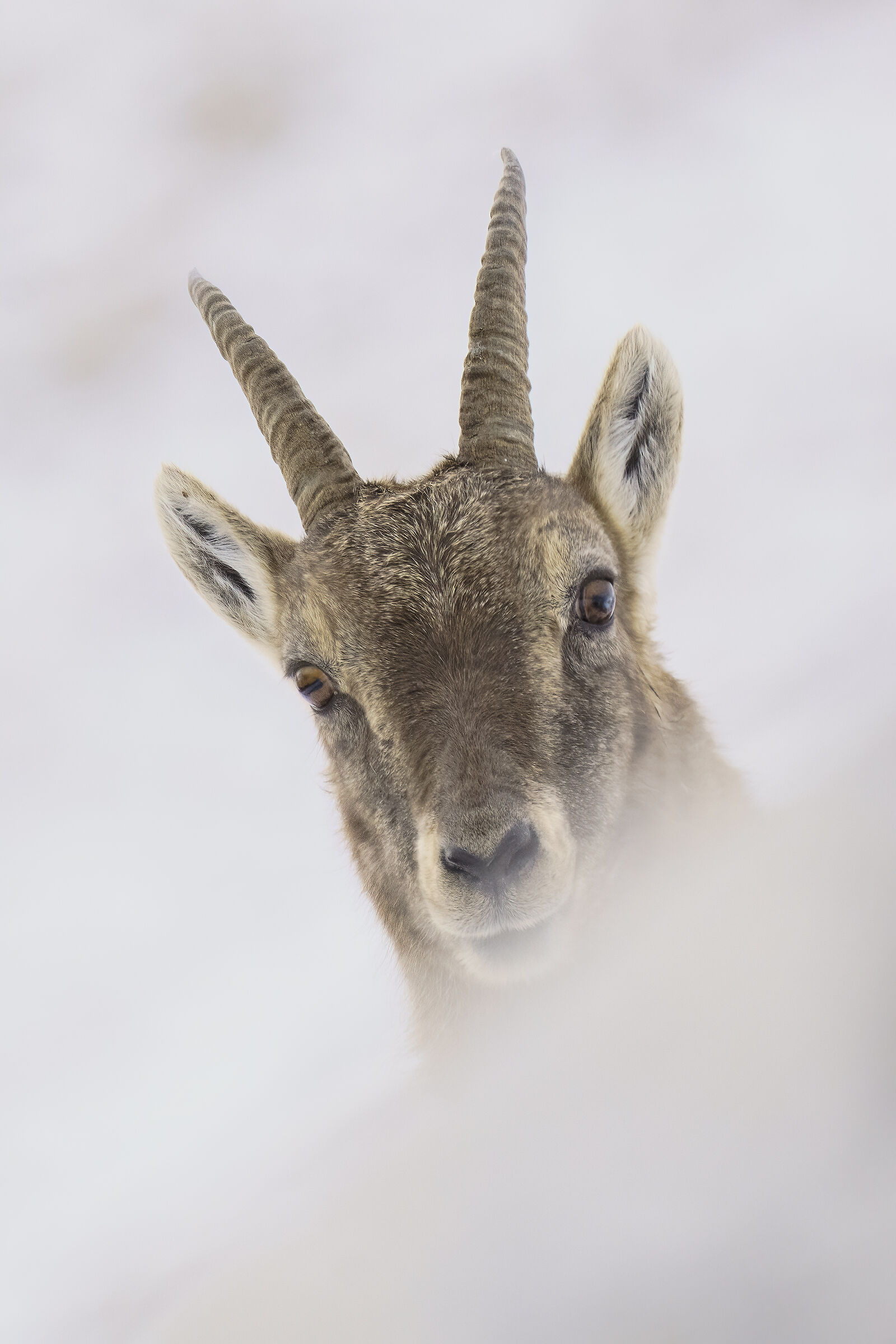 Stambecco  fra neve e nebbia