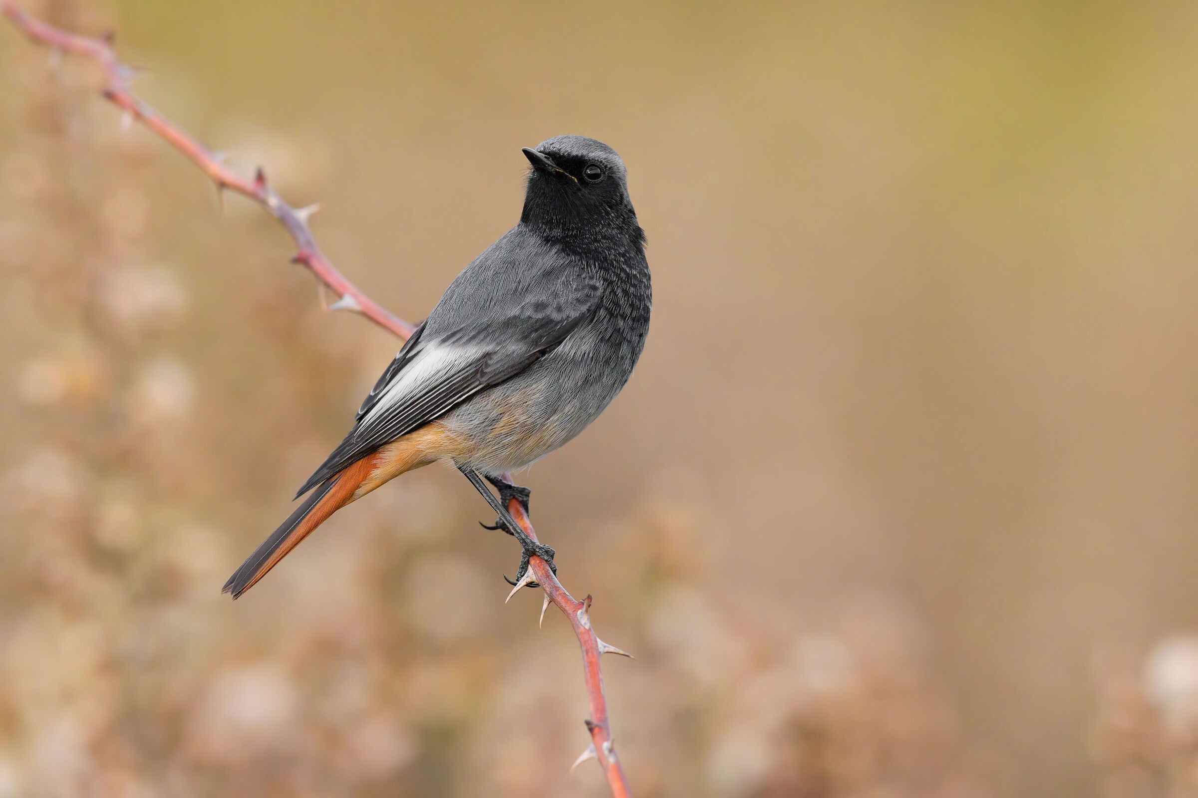 Redstart Spz Male 10000 ISO