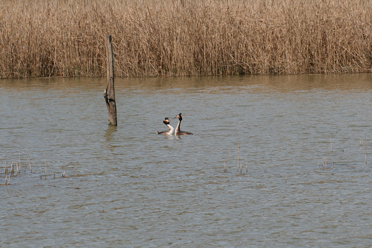 grebe cortegiamento